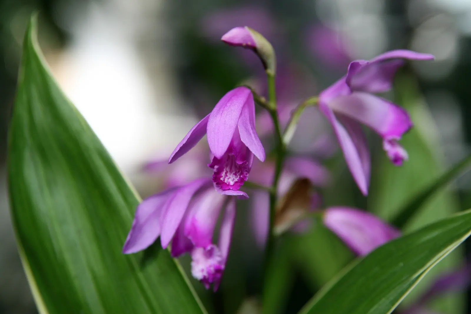 Chinese Ground Orchid (Bletilla Striata) — Plant in groups for a charming, naturalized effect; bulb with pink blooms, image 89