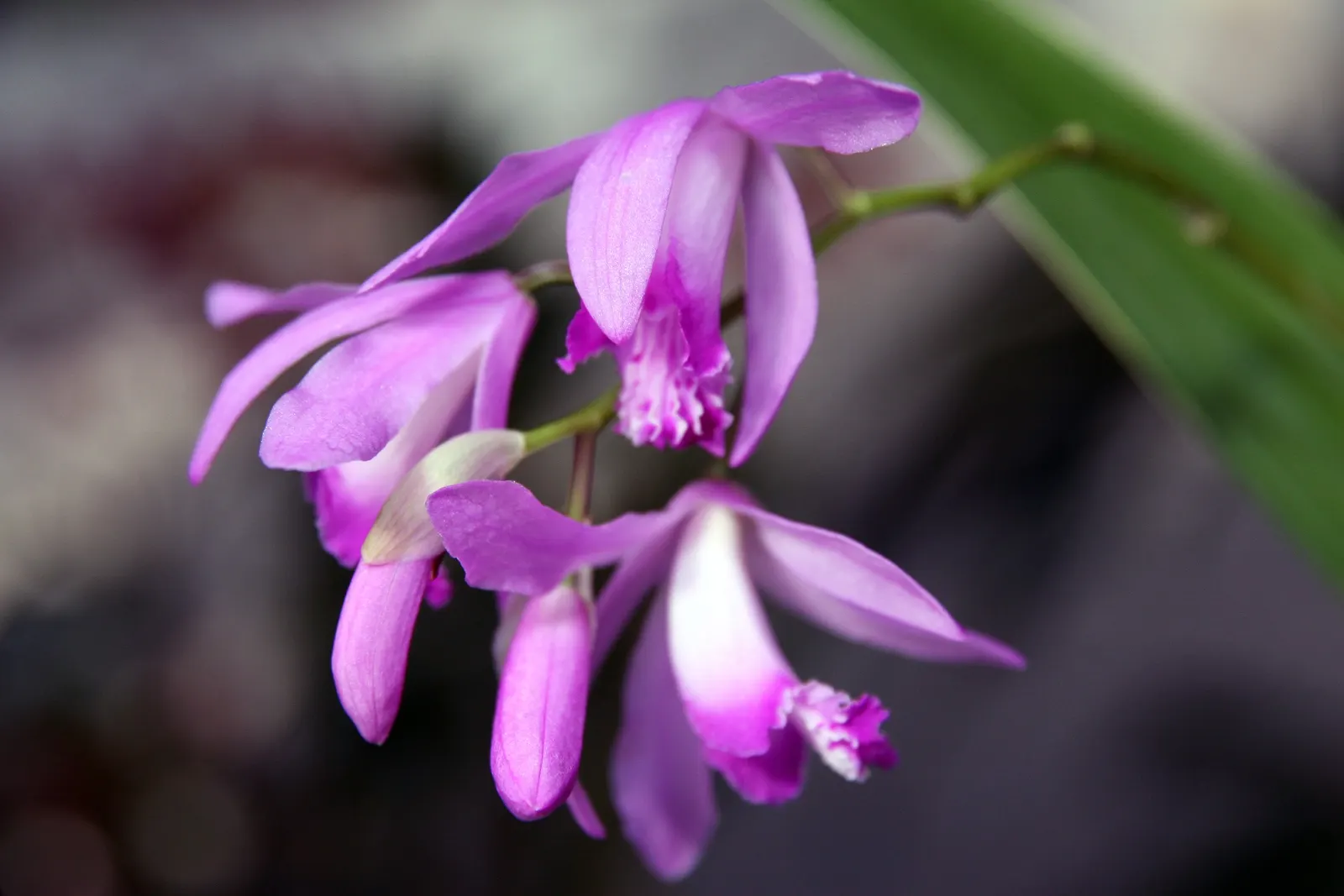 Chinese Ground Orchid (Bletilla Striata) — take care to avoid waterlogged soil; plant in clusters for a visually stunning impact, with spacing of, image 100