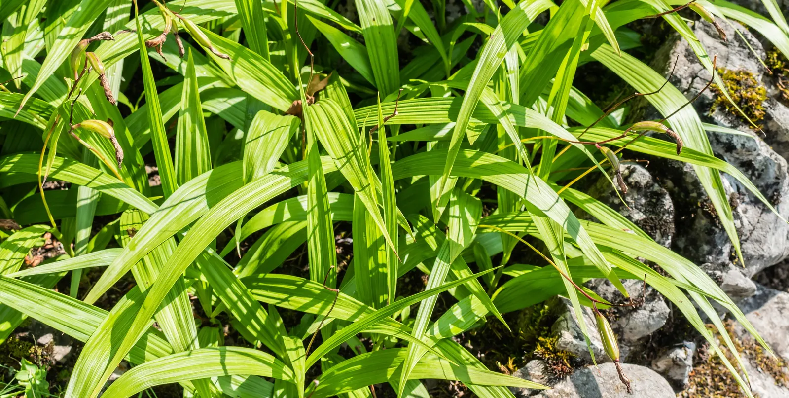 Chinese Ground Orchid (Bletilla Striata) — preferring dappled light conditions akin to forest understories; commonly called Chinese Ground Orchid, image 97