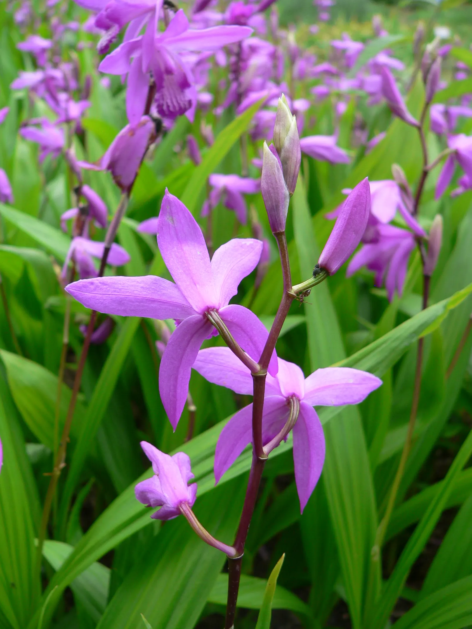 Chinese Ground Orchid (Bletilla Striata) — Each flower spike can boast up to 12 blossoms; bulb for half or shade, image 93