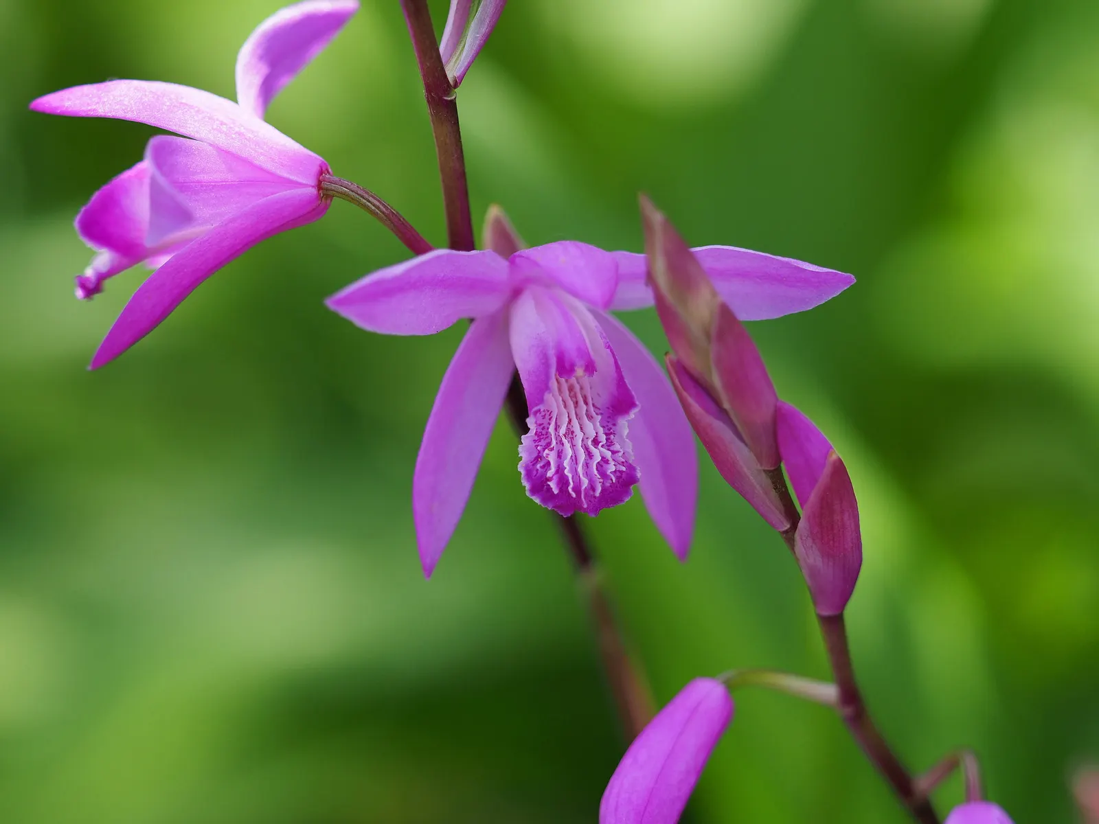 Chinese Ground Orchid (Bletilla Striata) — commonly called Chinese Ground Orchid