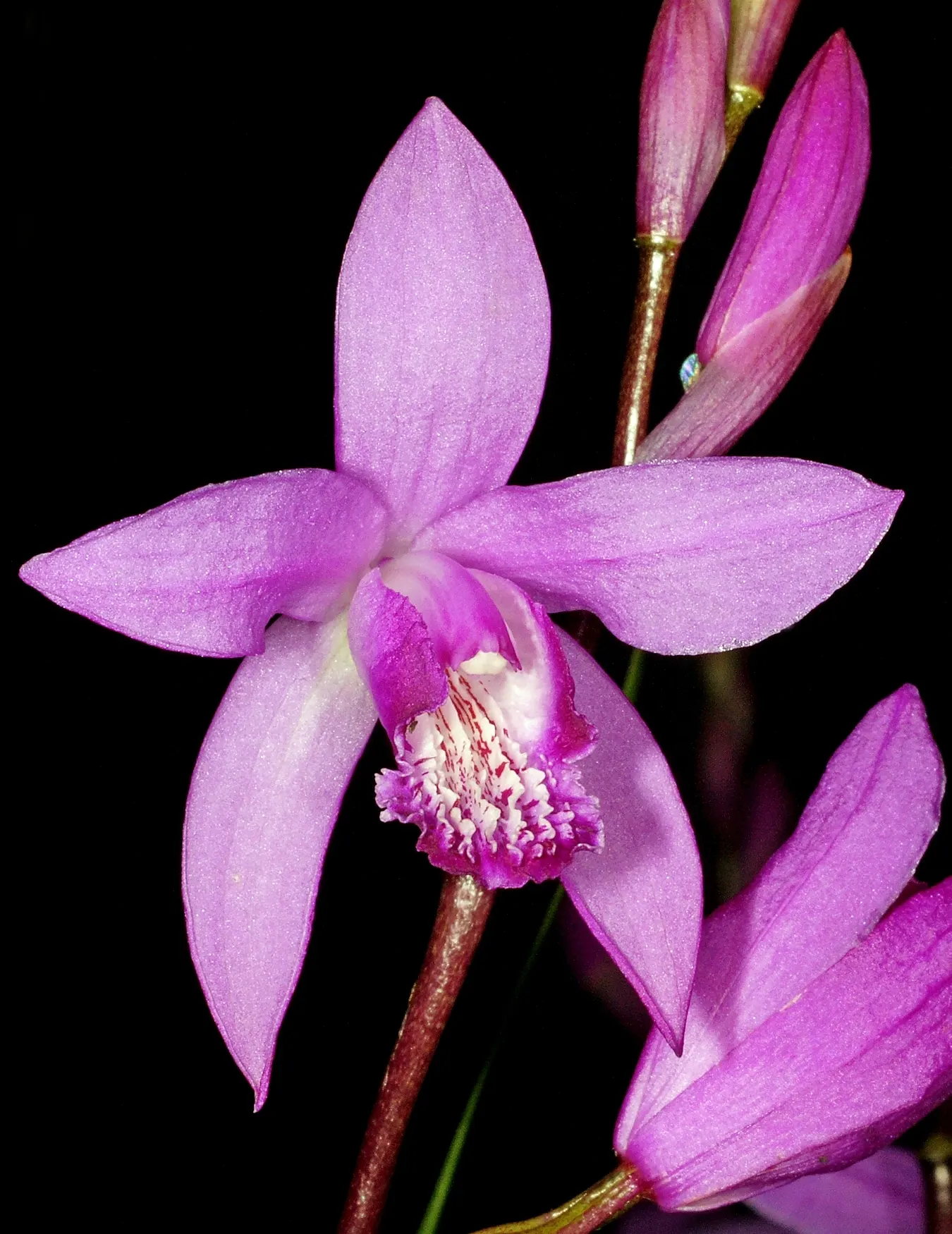 Chinese Ground Orchid (Bletilla Striata) — A well-drained soil rich in organic matter offers an optimal growth environment; plant in groups for a, image 98
