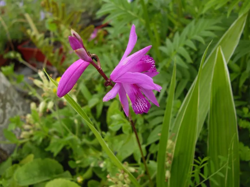 Chinese Ground Orchid (Bletilla Striata) — requiring minimal care beyond the occasional watering and light fertilization during the growing season, image 78