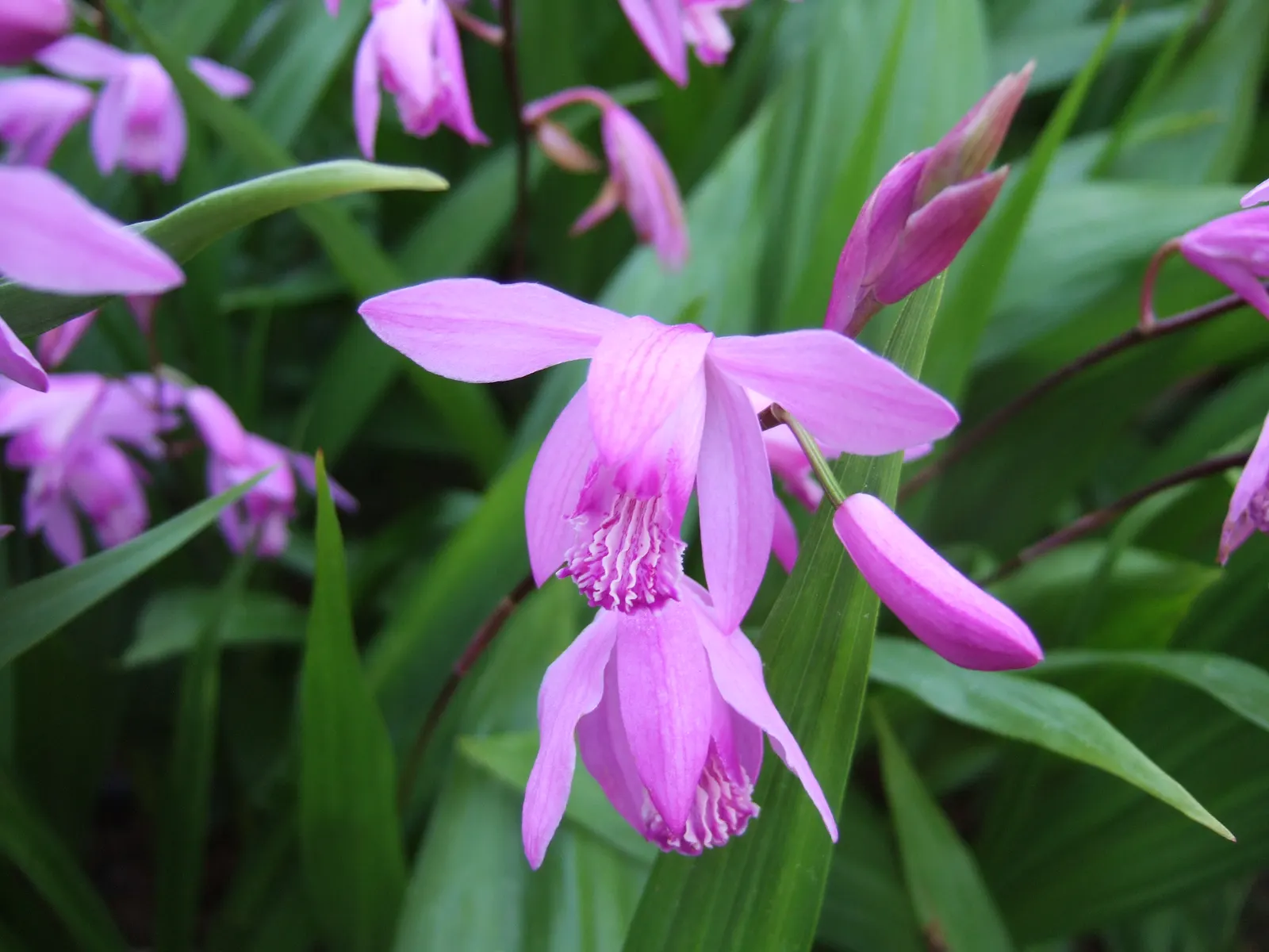 Chinese Ground Orchid (Bletilla Striata) — Plant in clusters for a visually stunning impact, with spacing of about 12 to 15 inches between plants, image 103