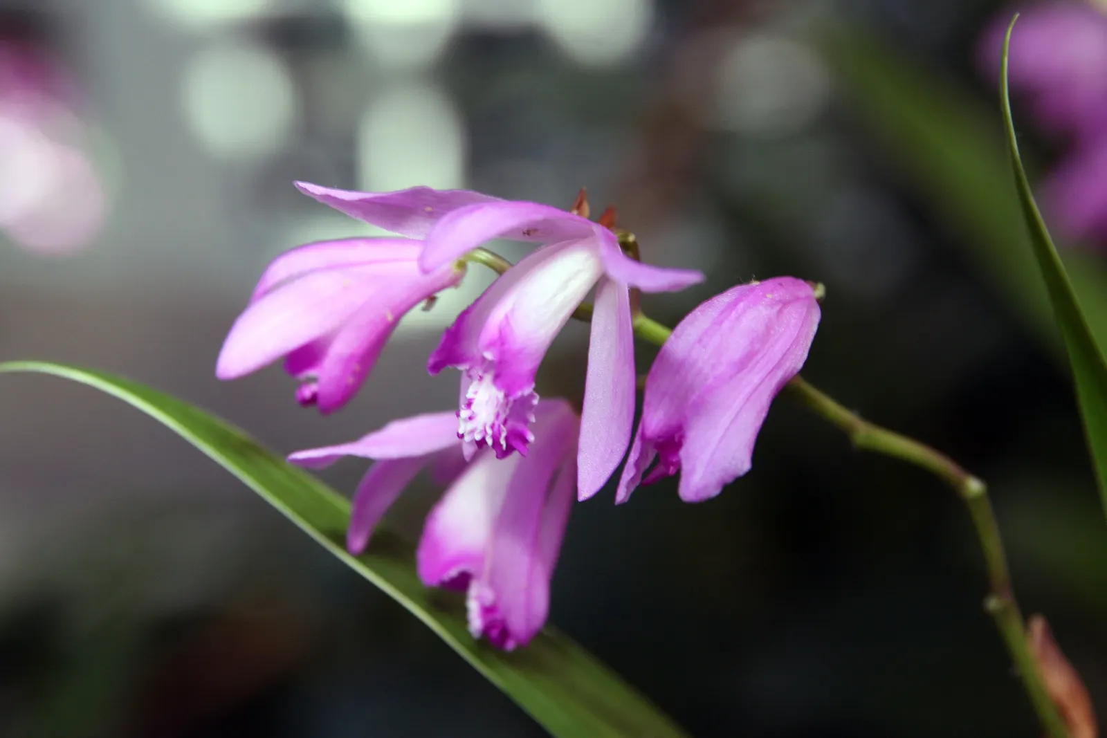 Chinese Ground Orchid (Bletilla Striata) — bulb for half or shade; requiring minimal care beyond the occasional watering and light fertilization, image 81