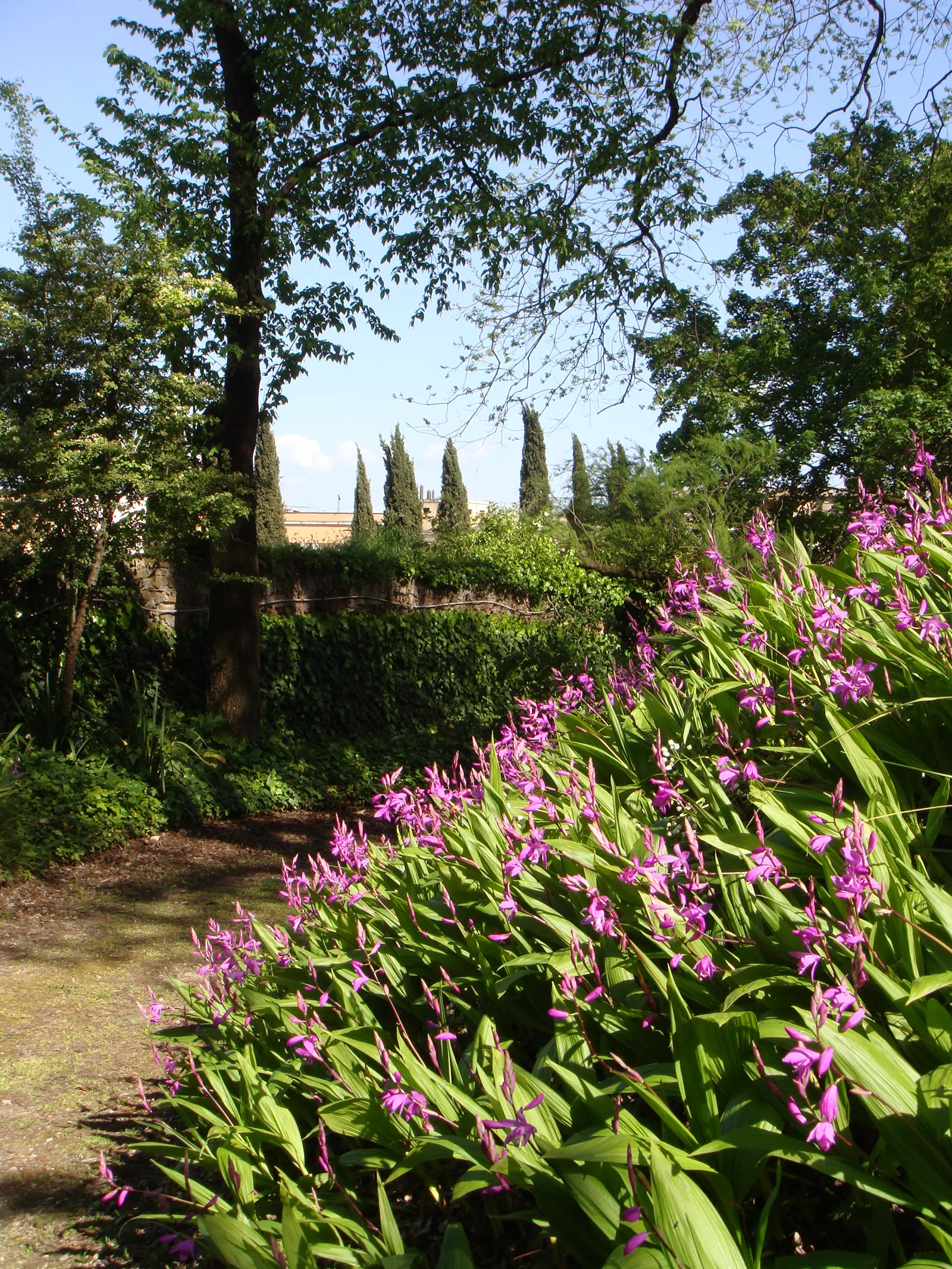 Chinese Ground Orchid (Bletilla Striata) — Clusters of purple-pink flowers, resembling small Cattleyas, make it a standout in woodland gardens, image 61