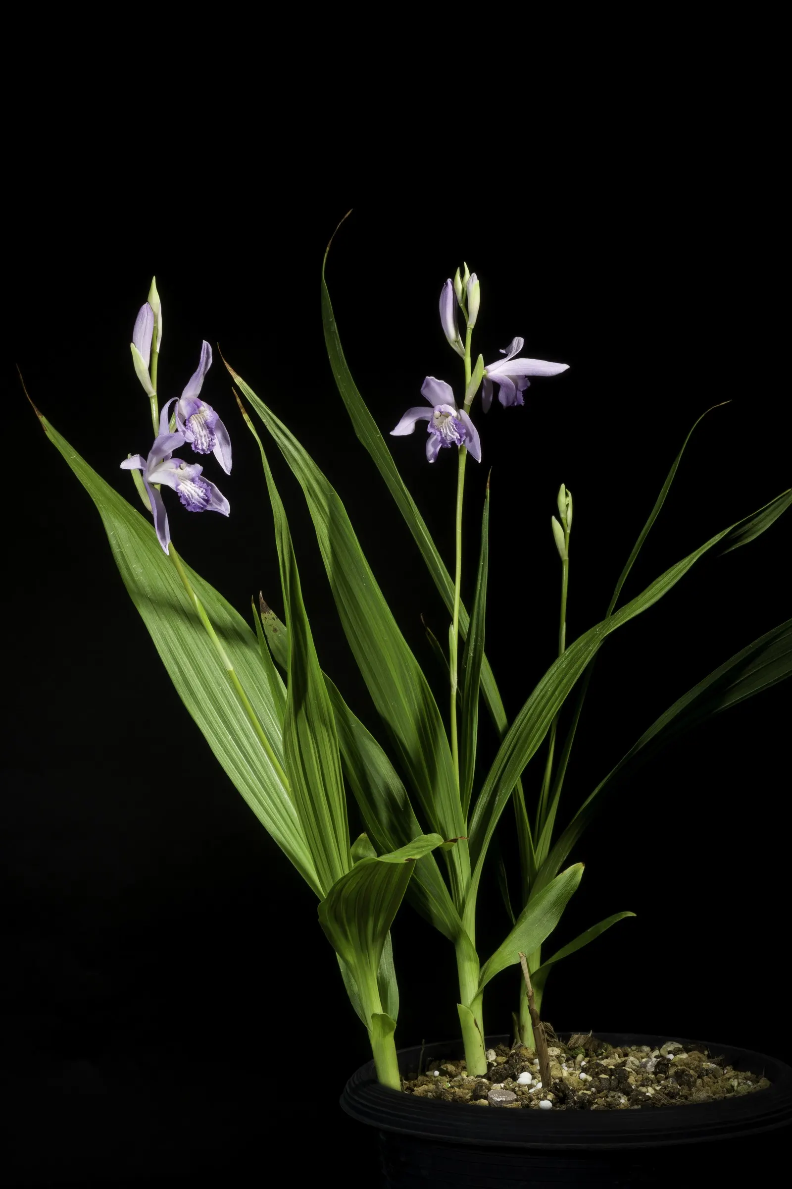 Chinese Ground Orchid (Bletilla Striata) — with consistent moisture bestowing ideal conditions - however