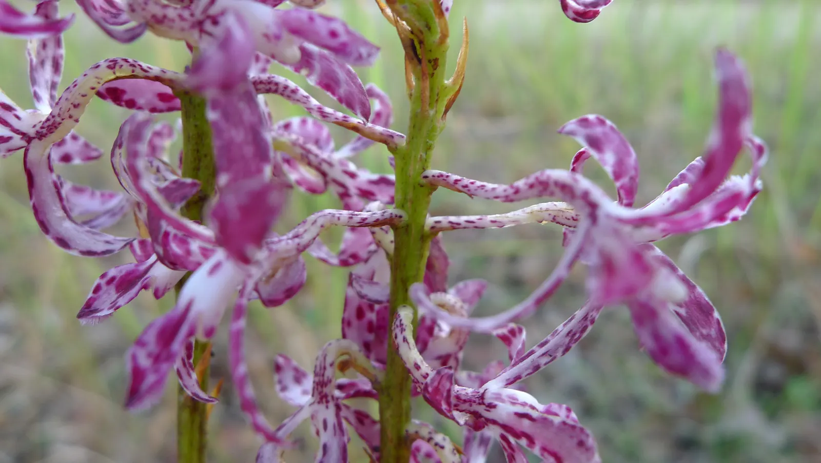 Chinese Ground Orchid (Bletilla Striata) — is a hardy terrestrial orchid admired for its elegant; blade-like leaves in the spring, image 56