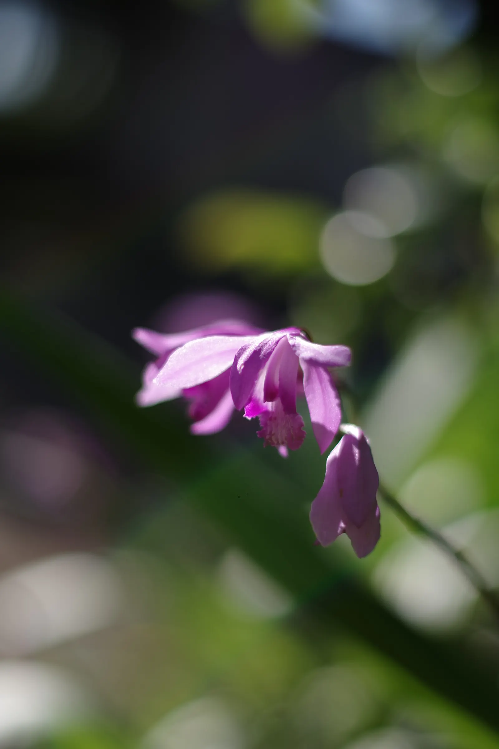 Chinese Ground Orchid (Bletilla Striata) — pink flowers in the garden