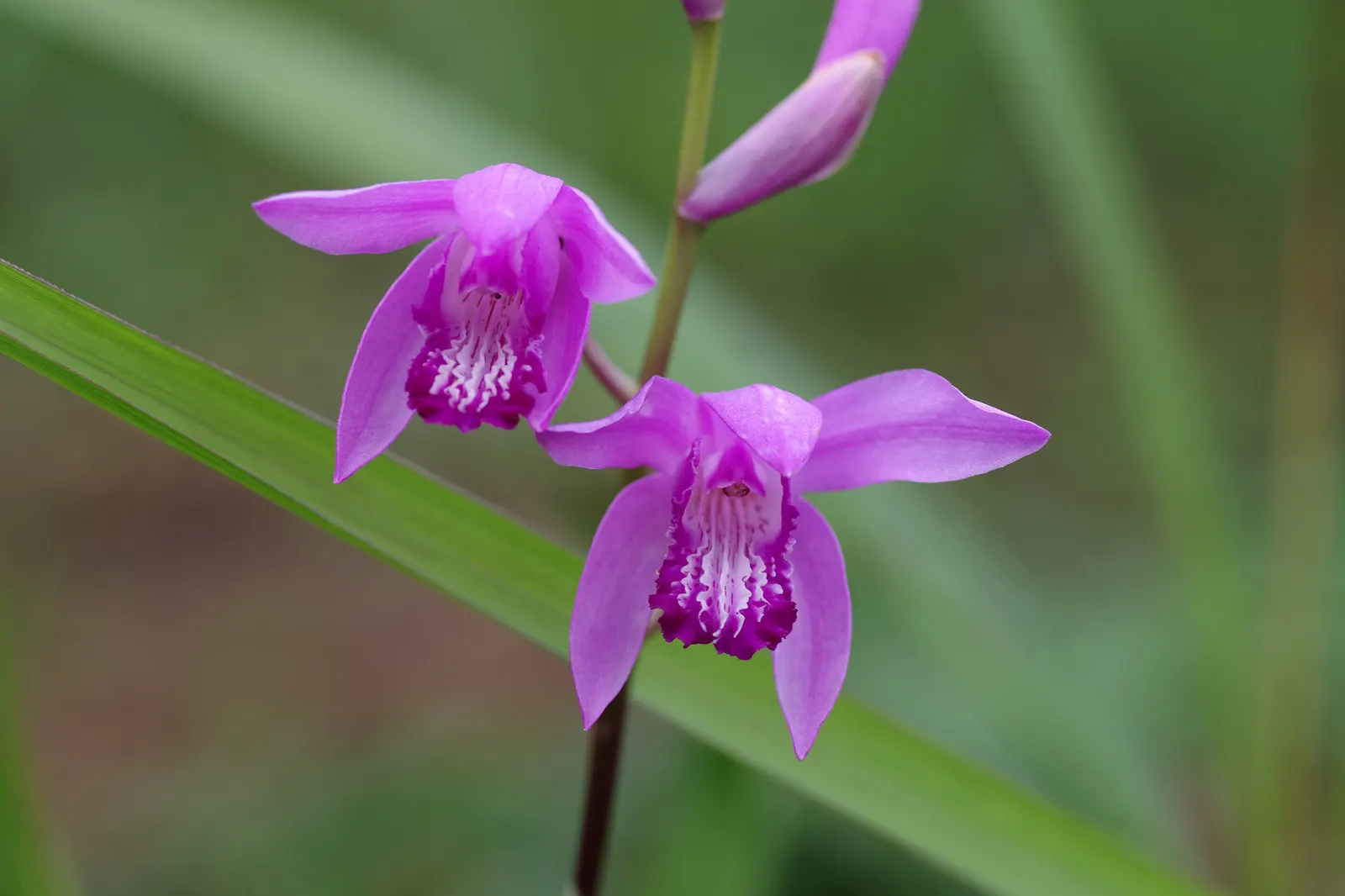 Chinese Ground Orchid (Bletilla Striata) — pink flowers in the garden; ruffled blooms ranging from pale lavender to rich violet hues that emerge, image 79