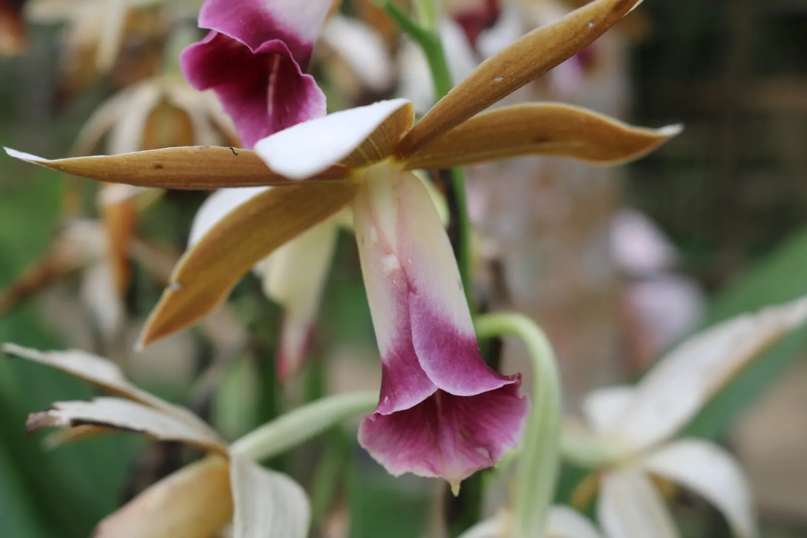 Chinese Ground Orchid (Bletilla Striata) — bulb with pink blooms; a well-drained soil rich in organic matter offers an optimal growth environment, image 80