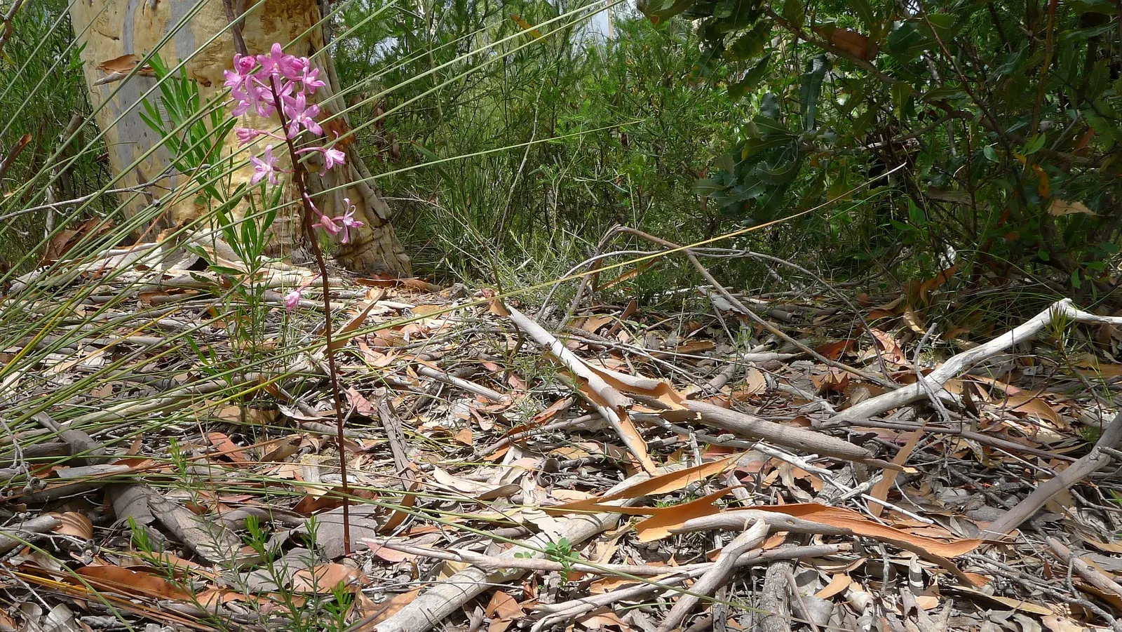 Chinese Ground Orchid (Bletilla Striata) — measuring around 1 to 1.5 inches across