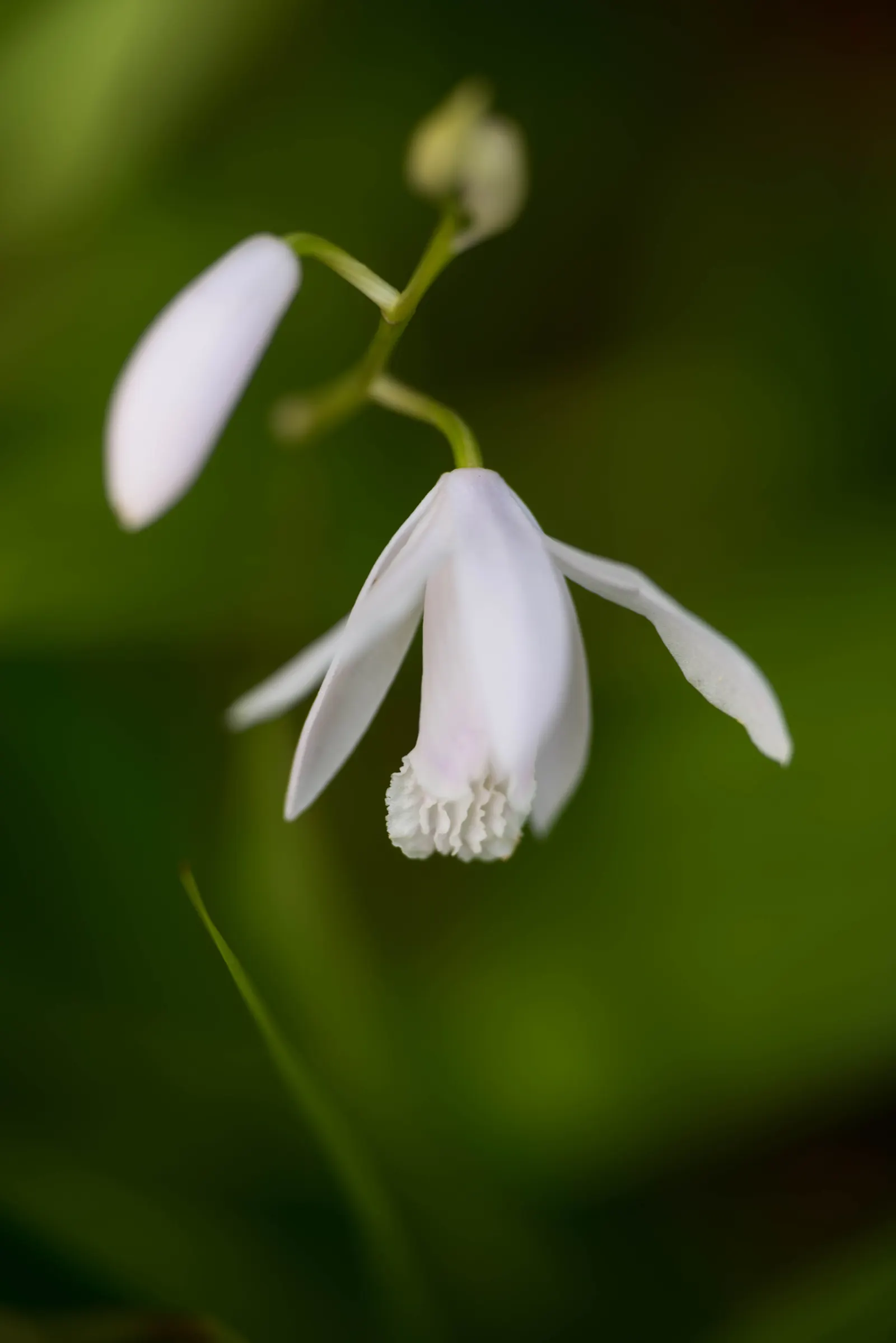 Chinese Ground Orchid (Bletilla Striata) — making it an ideal choice for border plantings or as an accent in a shaded perennial bed