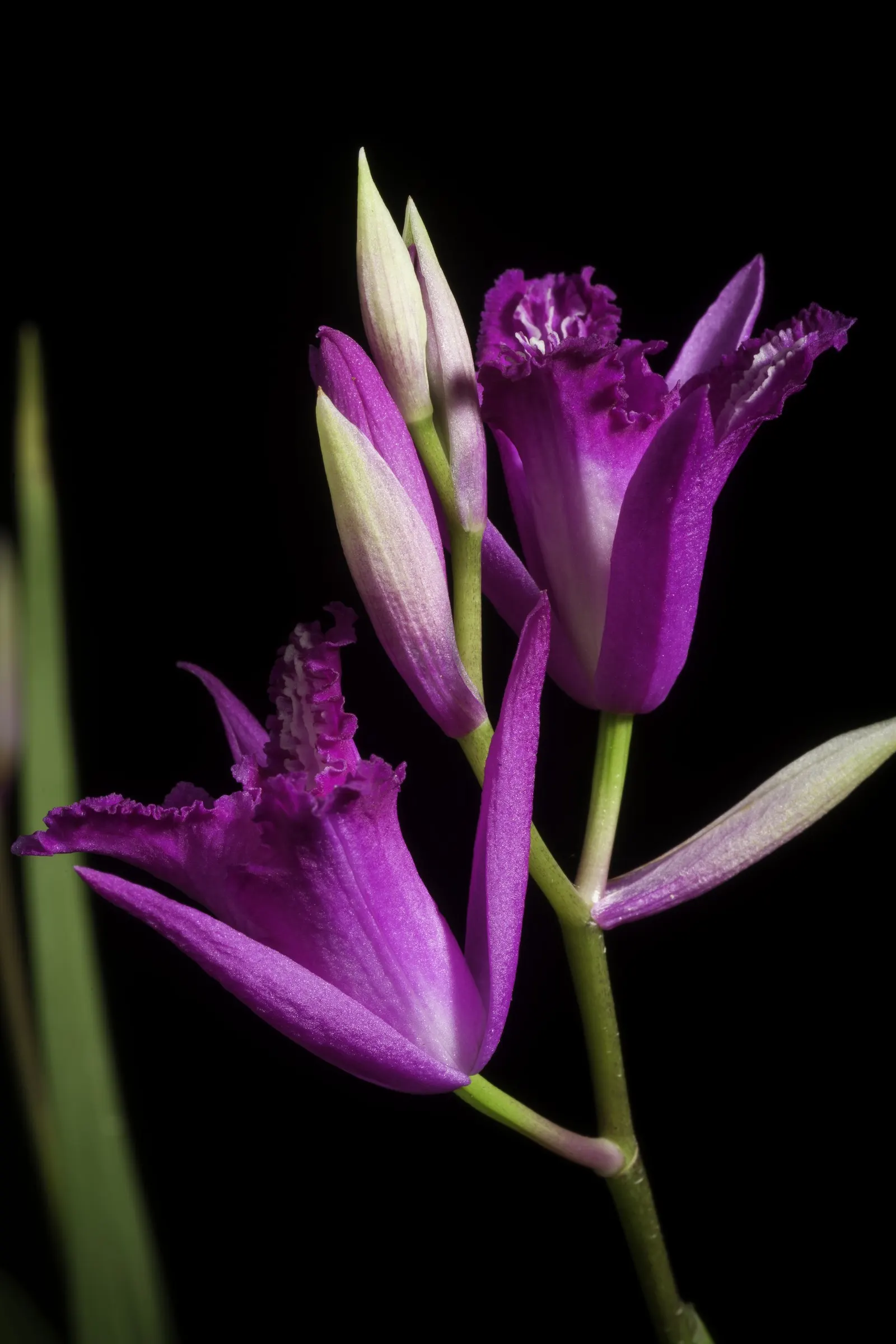 Chinese Ground Orchid (Bletilla Striata) — ruffled blooms ranging from pale lavender to rich violet hues that emerge amid its slender; measuring, image 91