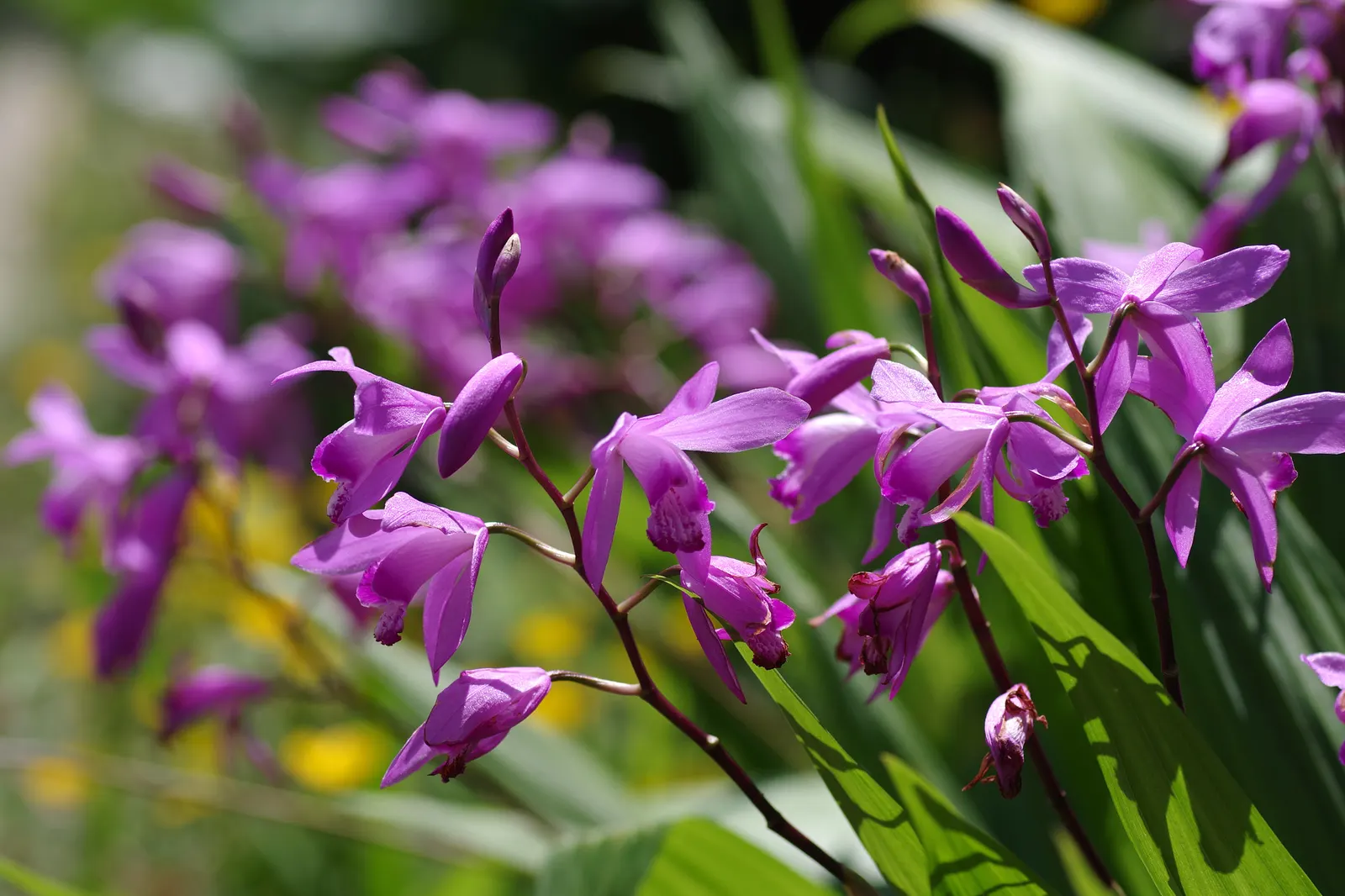 Chinese Ground Orchid (Bletilla Striata) — commonly called Chinese Ground Orchid; thriving in USDA zones 5-9, image 55