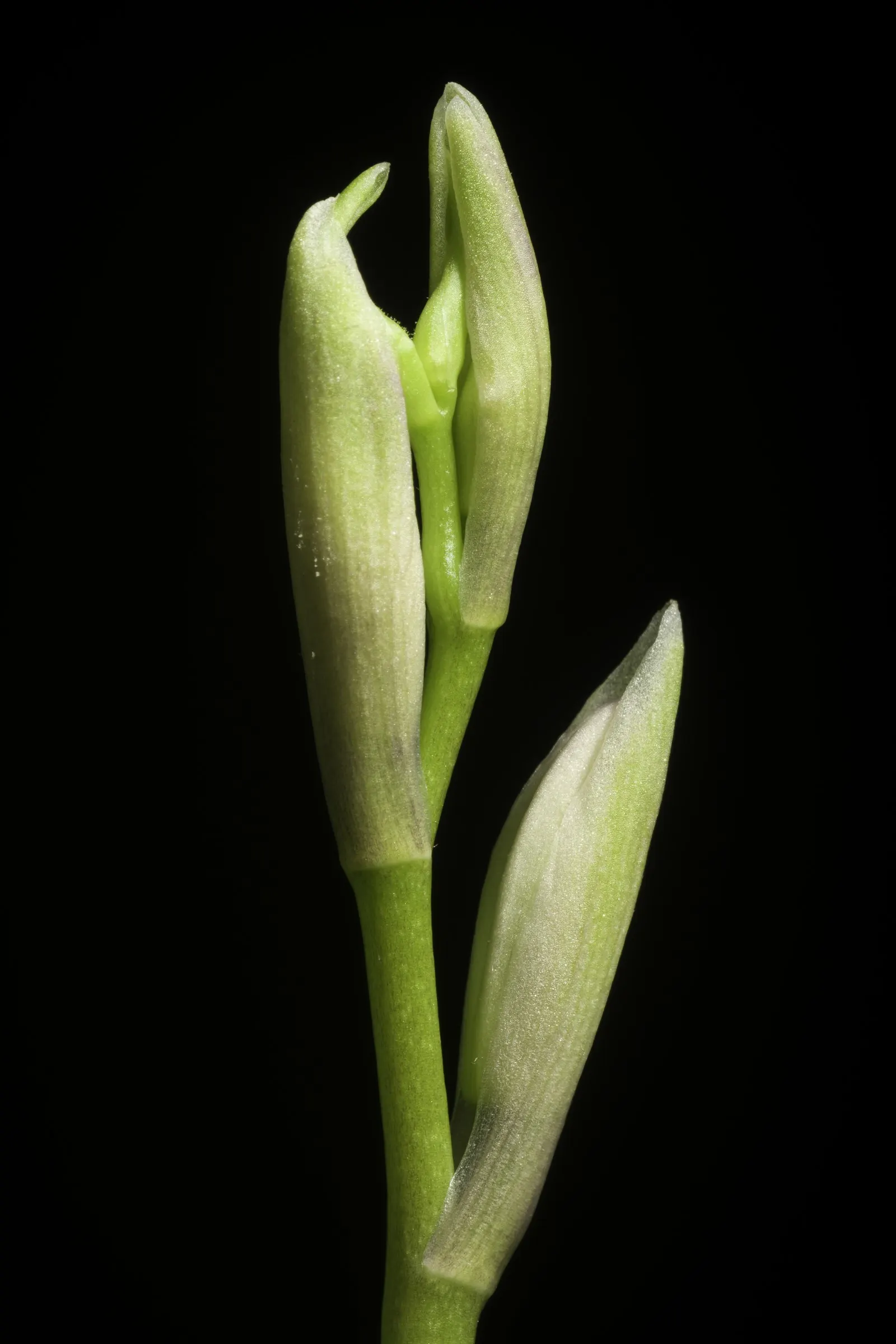 Chinese Ground Orchid (Bletilla Striata) — blade-like leaves in the spring