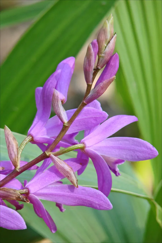 Chinese Ground Orchid (Bletilla Striata) — Thriving in USDA zones 5-9