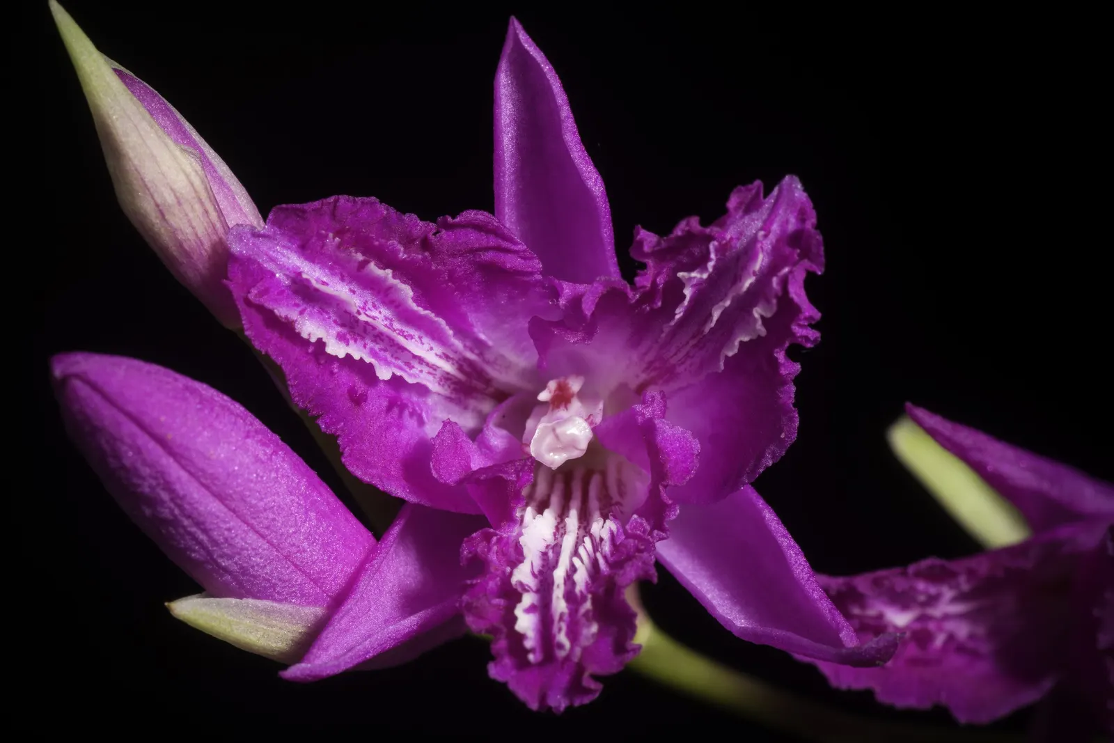 Chinese Ground Orchid (Bletilla Striata) — measuring around 1 to 1.5 inches across; clusters of purple-pink flowers, resembling small Cattleyas, image 67