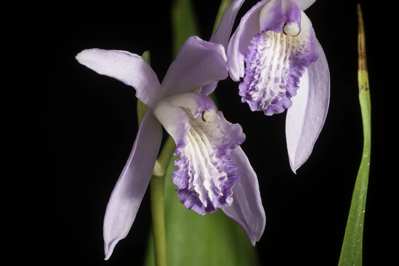 Chinese Ground Orchid (Bletilla Striata) — it prefers partial shade and well-drained soil, image 32