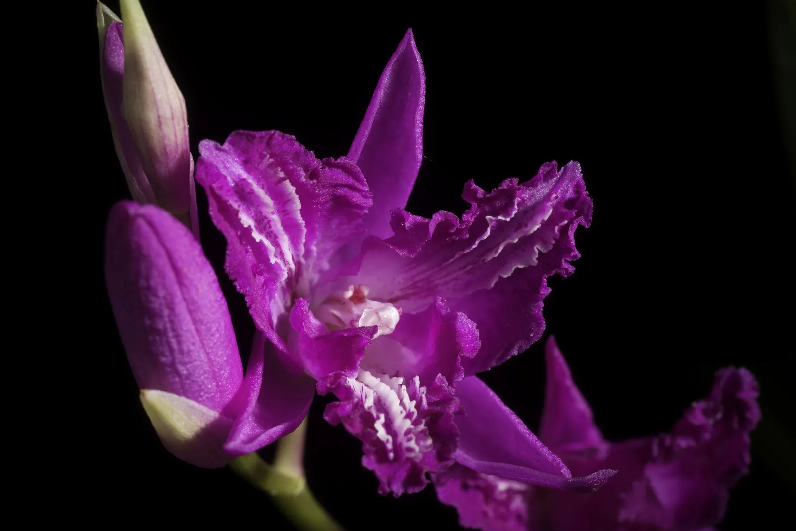 Chinese Ground Orchid (Bletilla Striata) — The Chinese Ground Orchid's resilient nature is coupled with low maintenance, image 77