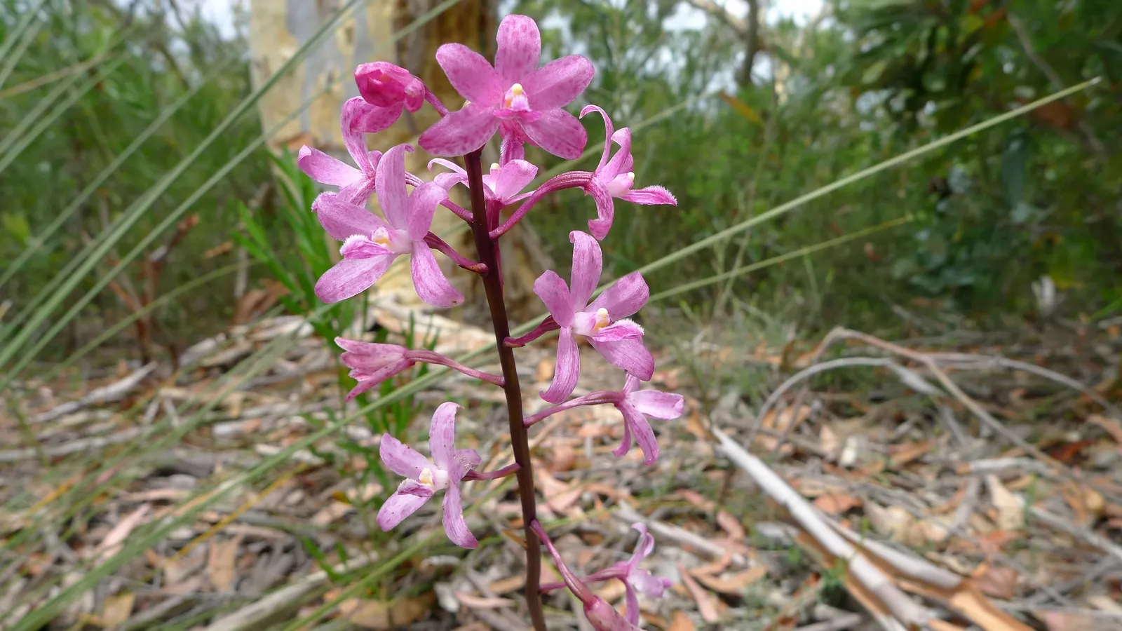 Chinese Ground Orchid (Bletilla Striata) — Clusters of purple-pink flowers, resembling small Cattleyas, make it a standout in woodland gardens; take care to