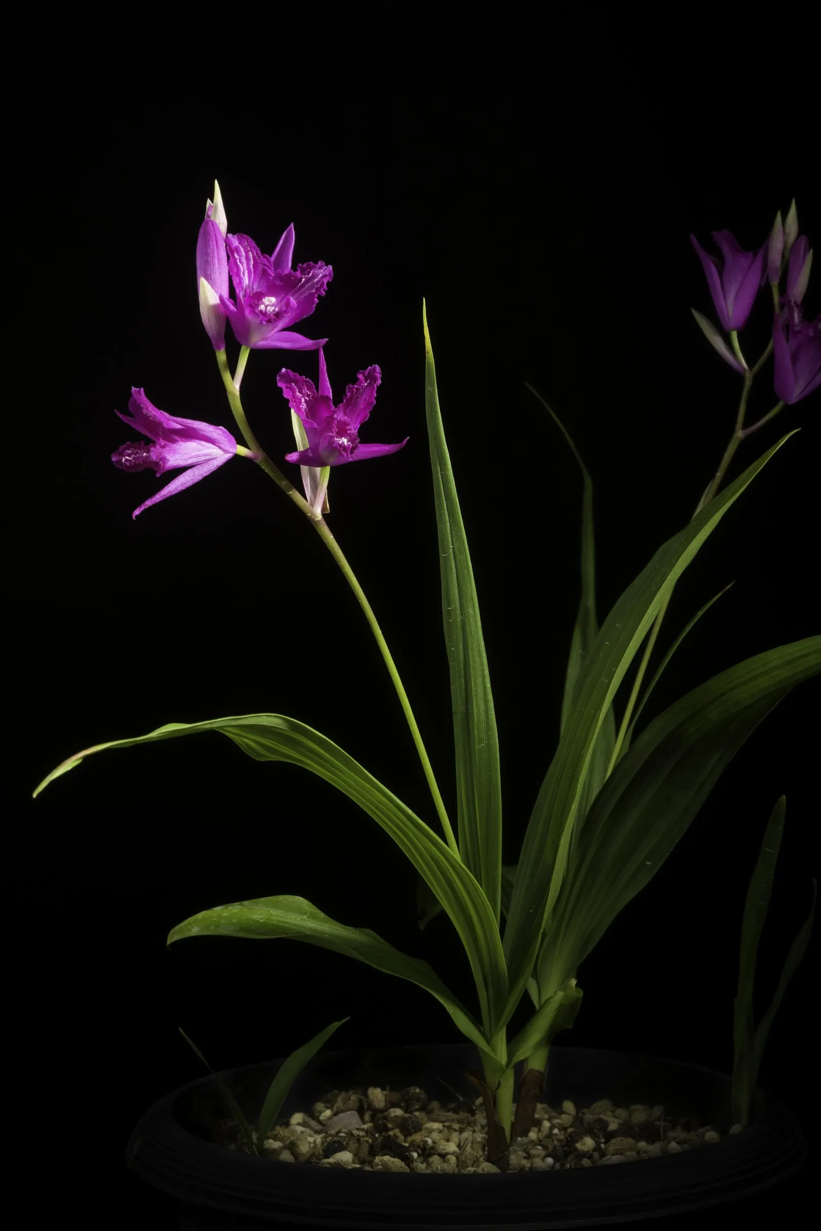 Chinese Ground Orchid (Bletilla Striata) — with consistent moisture bestowing ideal conditions - however; this orchid thrives in USDA hardiness, image 99