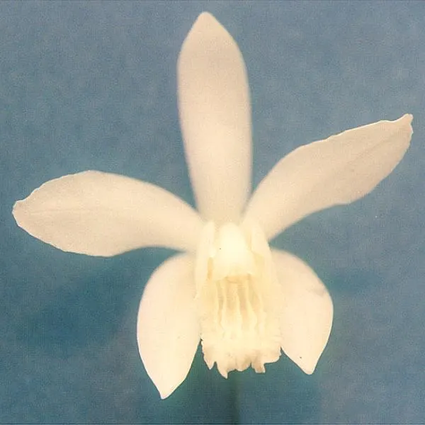 Chinese Ground Orchid (Bletilla Striata) — This orchid thrives in USDA hardiness zones 5 through 9; it is best to account for the plant's clumping, image 69