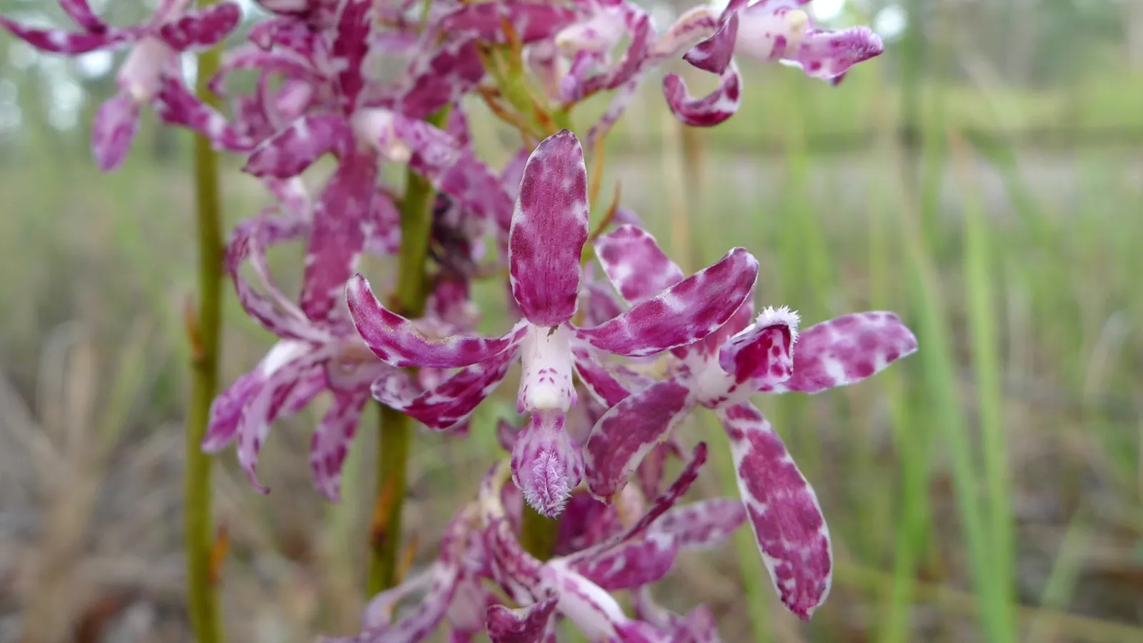 Chinese Ground Orchid (Bletilla Striata) — Clusters of purple-pink flowers, resembling small Cattleyas, make it a standout in woodland gardens