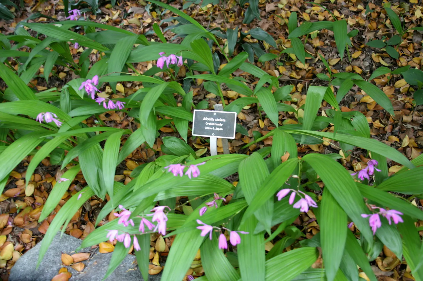 Chinese Ground Orchid (Bletilla Striata) — it is best to account for the plant's clumping tendency and moderate growth habit; is a hardy terrestrial orchid