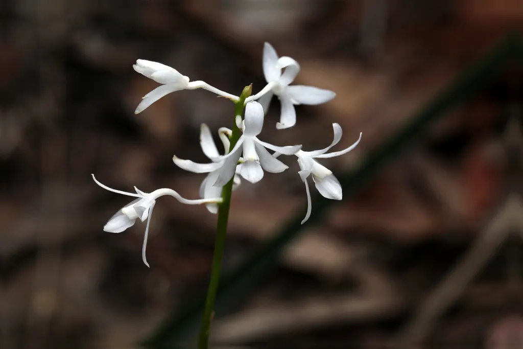 Chinese Ground Orchid (Bletilla Striata) — with consistent moisture bestowing ideal conditions - however; this orchid thrives in USDA hardiness, image 72
