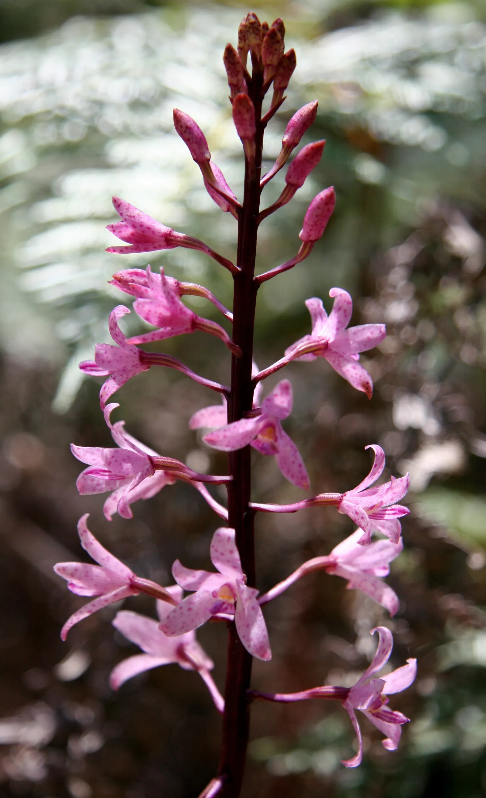 Chinese Ground Orchid (Bletilla Striata) — Thriving in USDA zones 5-9; pink flowers in the garden, image 85