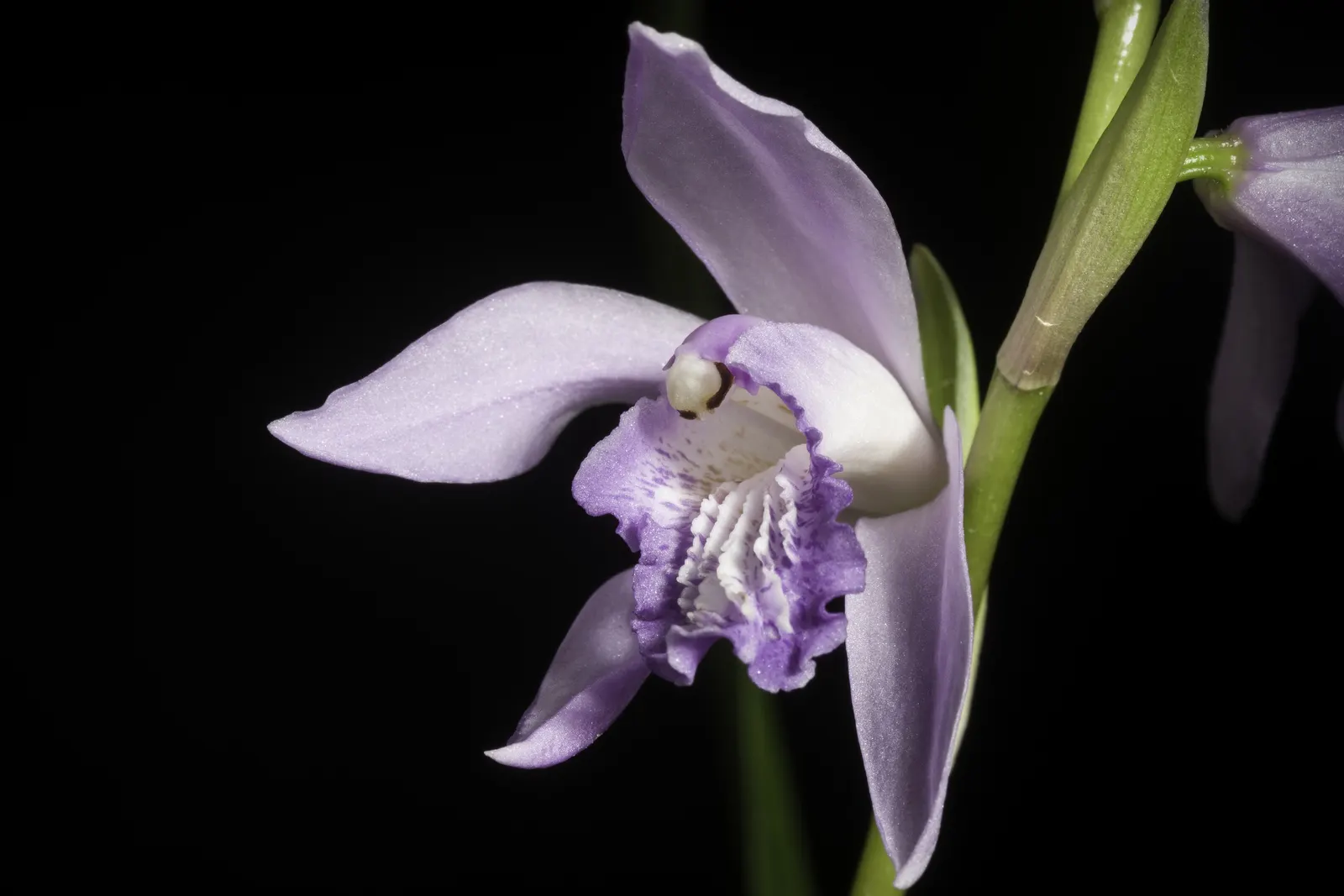 Chinese Ground Orchid (Bletilla Striata) — Thriving in USDA zones 5-9; pink flowers in the garden