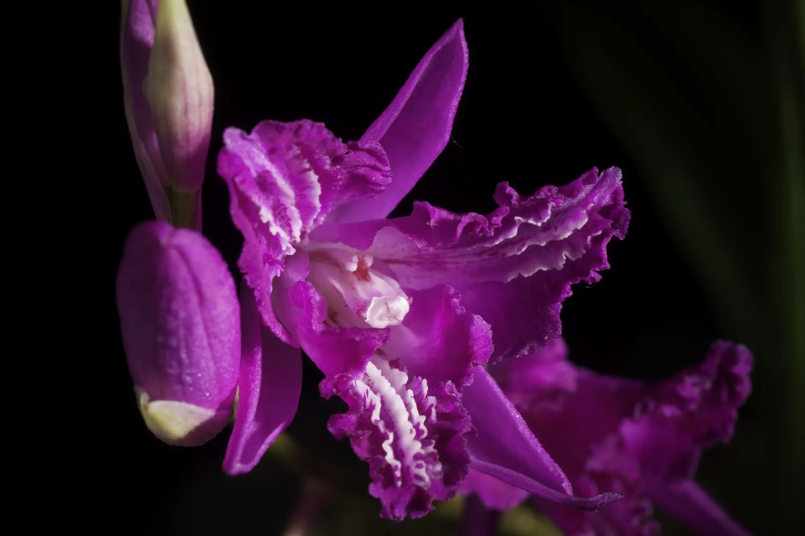 Chinese Ground Orchid (Bletilla Striata) — bulb with pink blooms; a well-drained soil rich in organic matter offers an optimal growth environment
