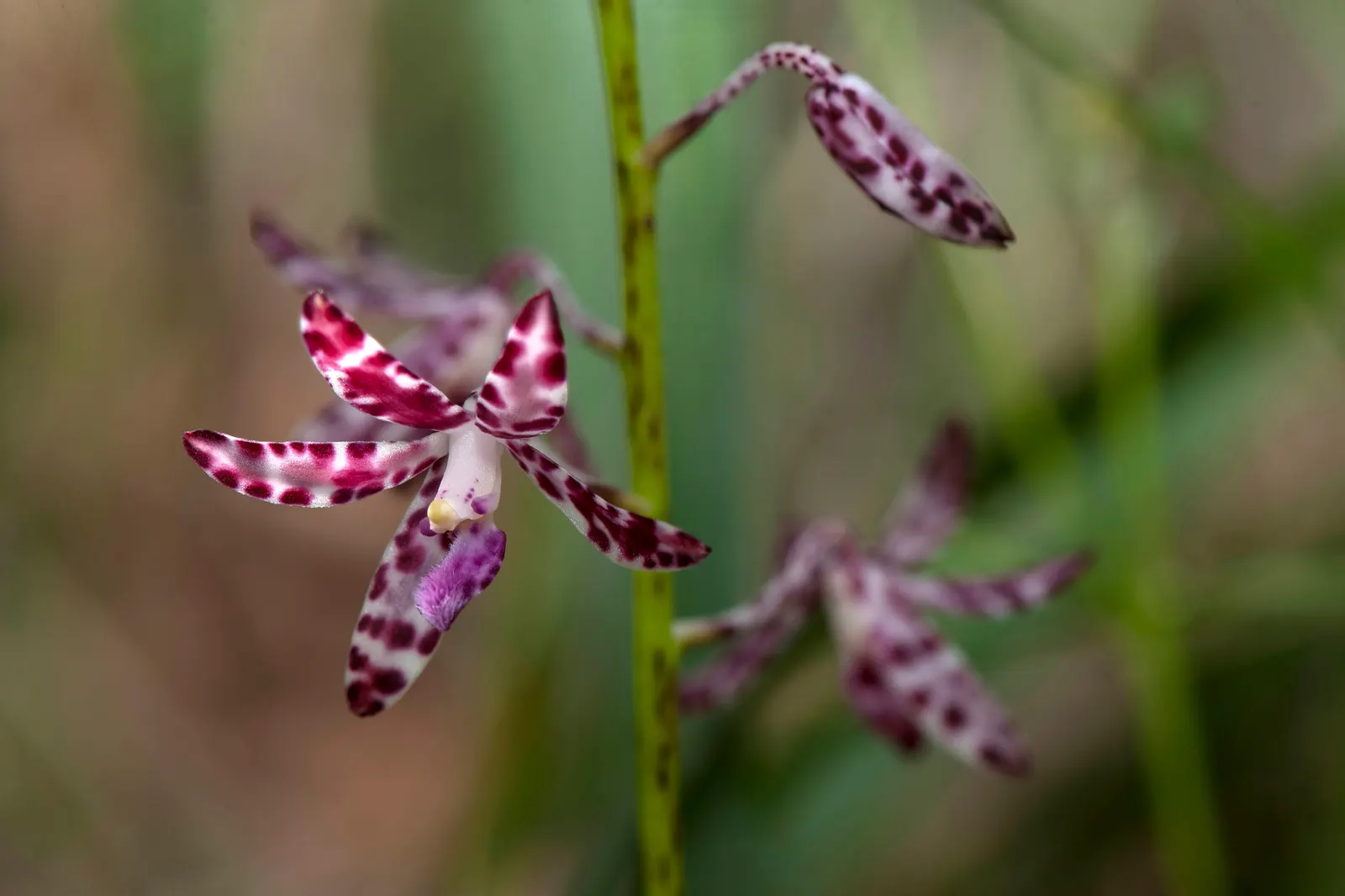Chinese Ground Orchid (Bletilla Striata) — is a hardy terrestrial orchid that adds an exotic flair to any garden; reaching up to 15-24 inches in, image 90