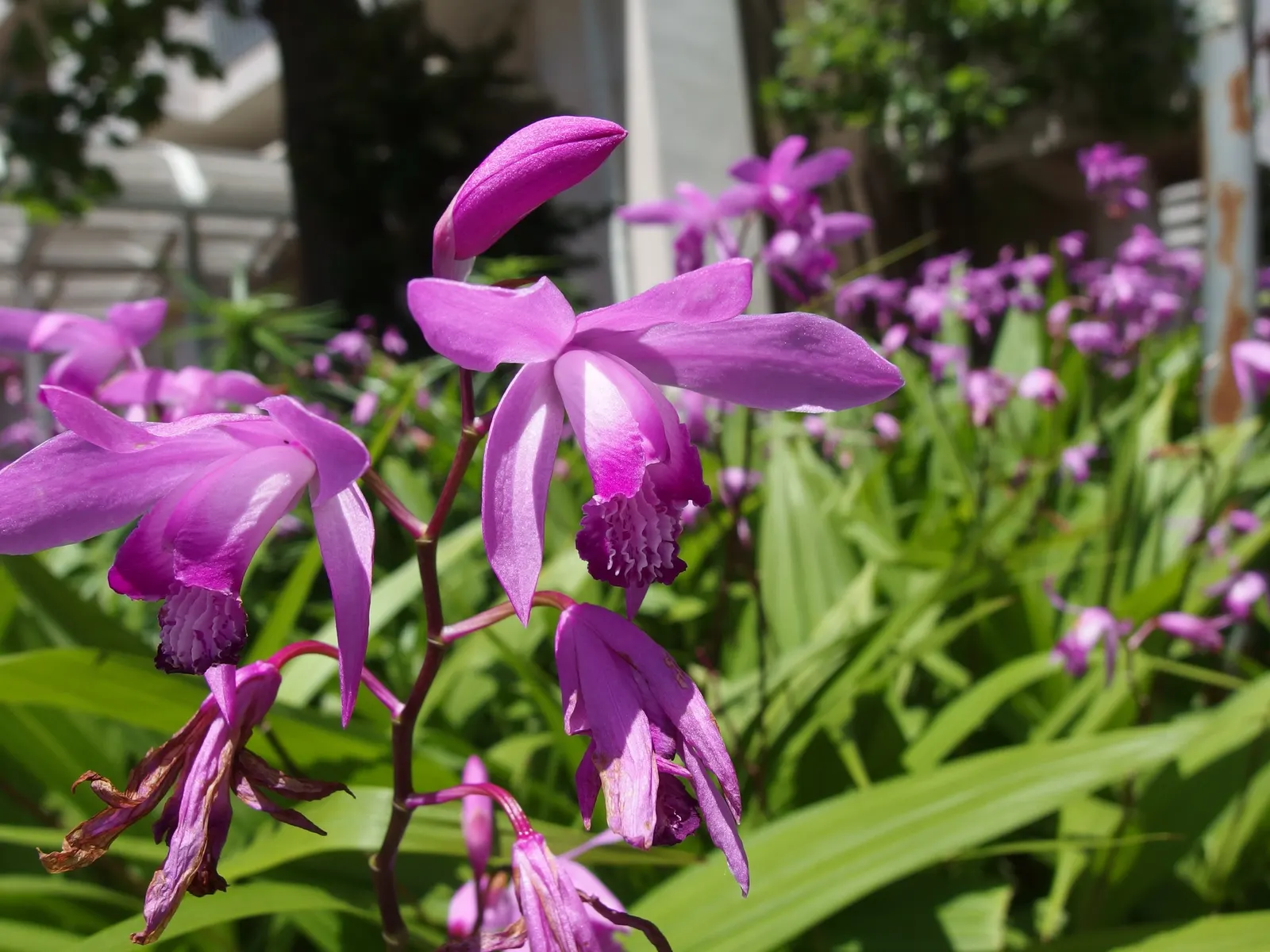Chinese Ground Orchid (Bletilla Striata) — A well-drained soil rich in organic matter offers an optimal growth environment; plant in groups for a, image 71