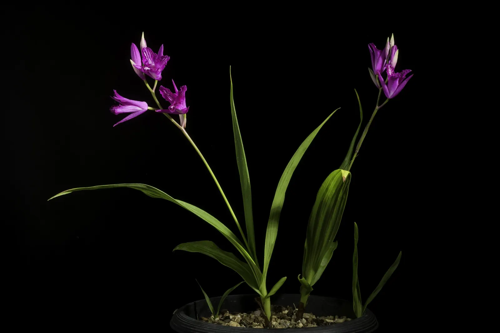 Chinese Ground Orchid (Bletilla Striata) — it prefers partial shade and well-drained soil, image 59