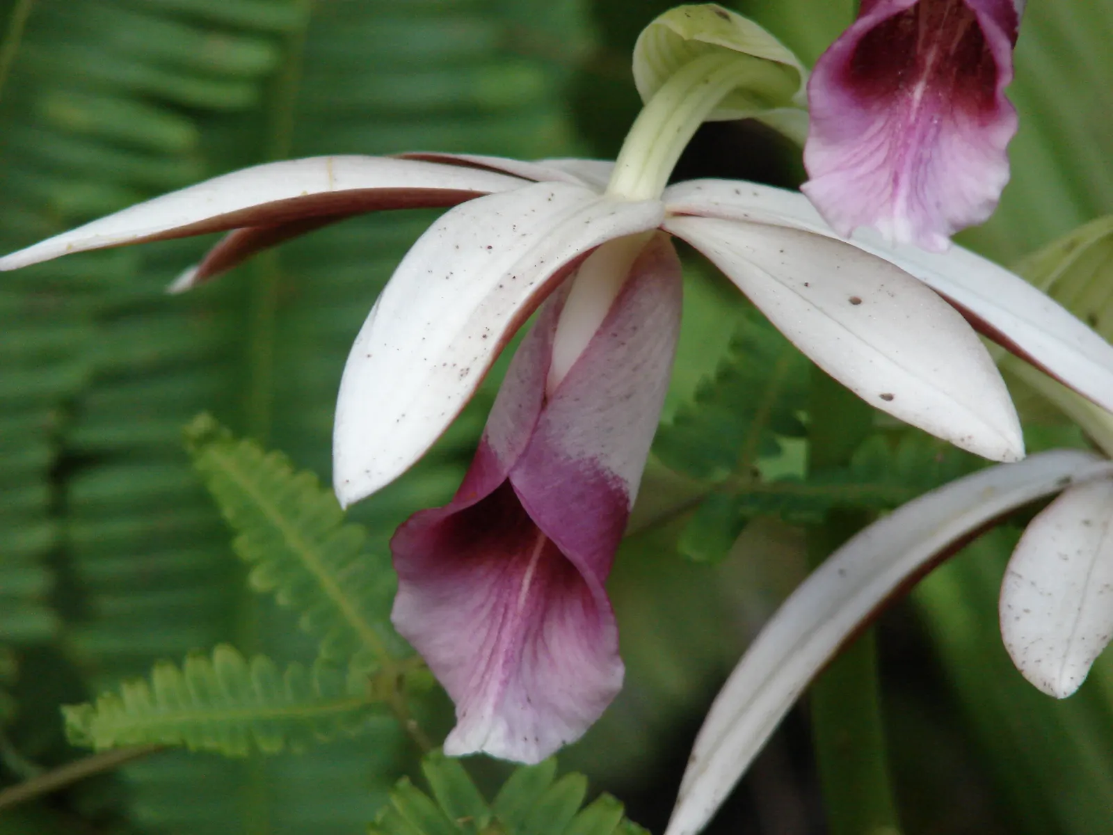 Chinese Ground Orchid (Bletilla Striata) — with consistent moisture bestowing ideal conditions - however; this orchid thrives in USDA hardiness zones 5 through