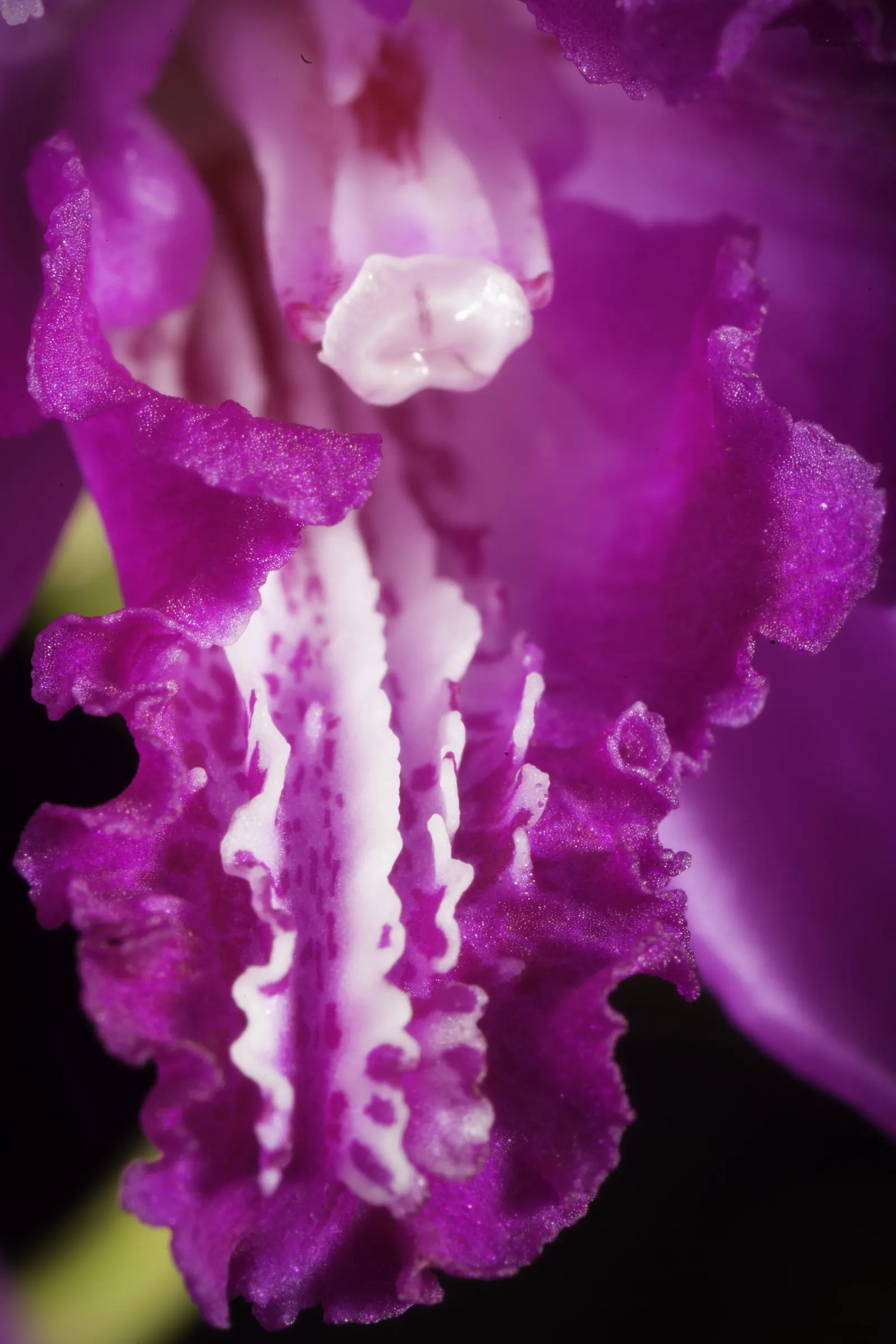 Chinese Ground Orchid (Bletilla Striata) — particularly during winter dormancy.<br><br>For the landscape design; is a hardy terrestrial orchid, image 101