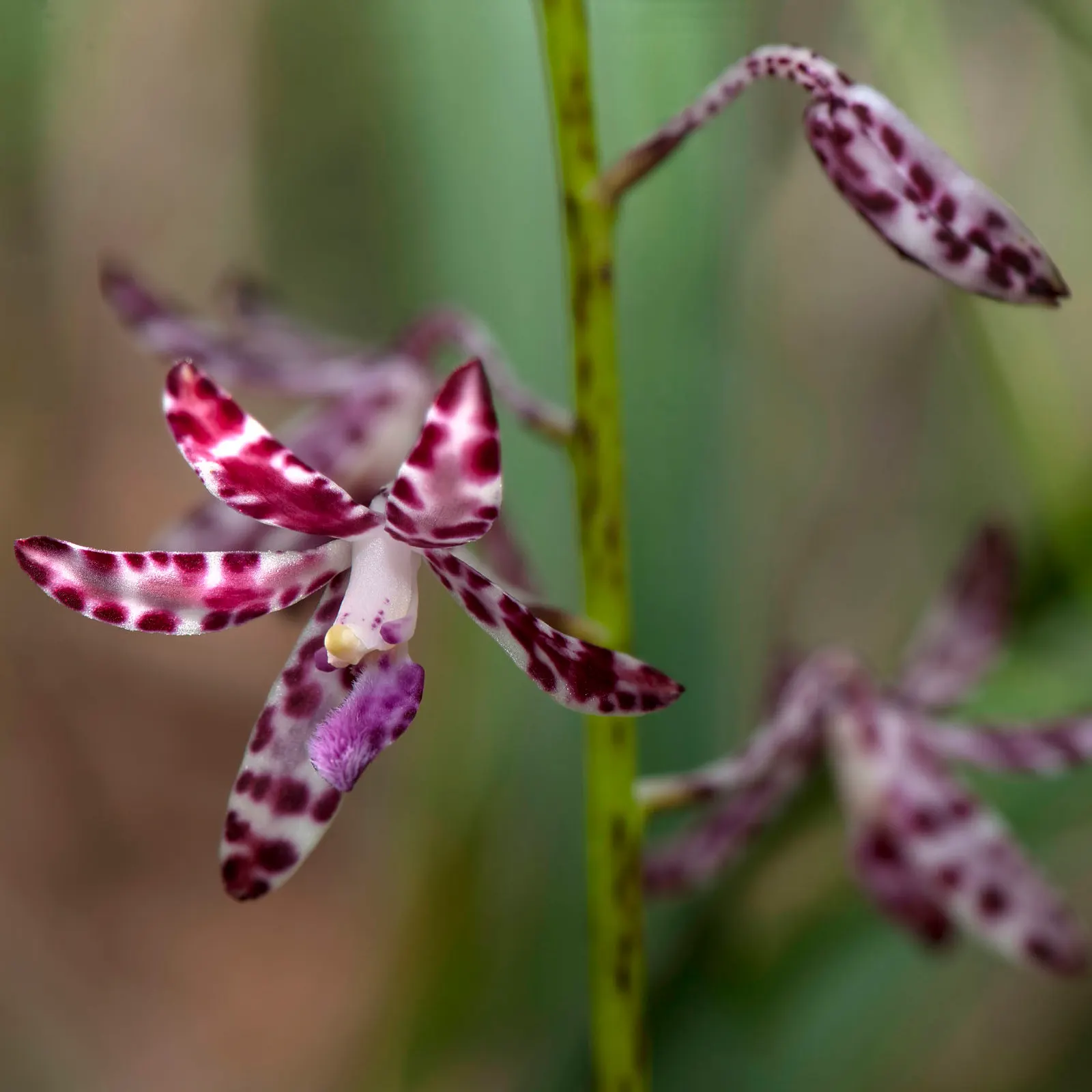 Chinese Ground Orchid (Bletilla Striata) — The Chinese Ground Orchid's resilient nature is coupled with low maintenance, image 104