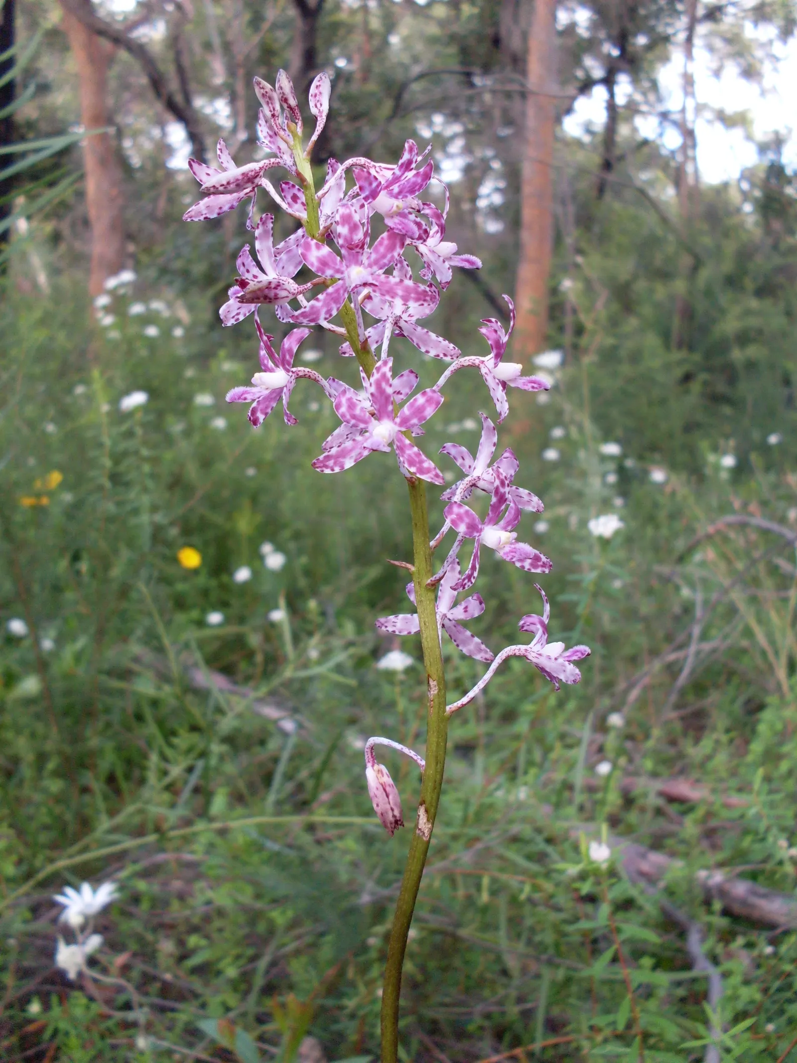 Chinese Ground Orchid (Bletilla Striata) — pleated leaves and vibrant spring blooms; with consistent moisture bestowing ideal conditions - however