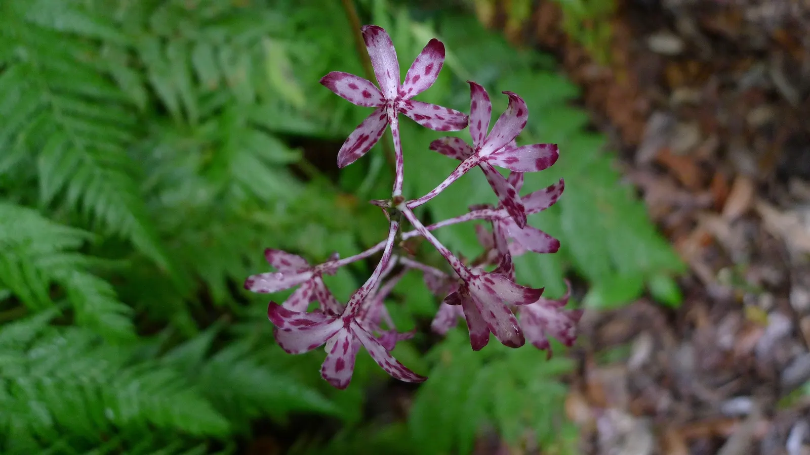Chinese Ground Orchid (Bletilla Striata) — preferring dappled light conditions akin to forest understories; commonly called Chinese Ground Orchid, image 70