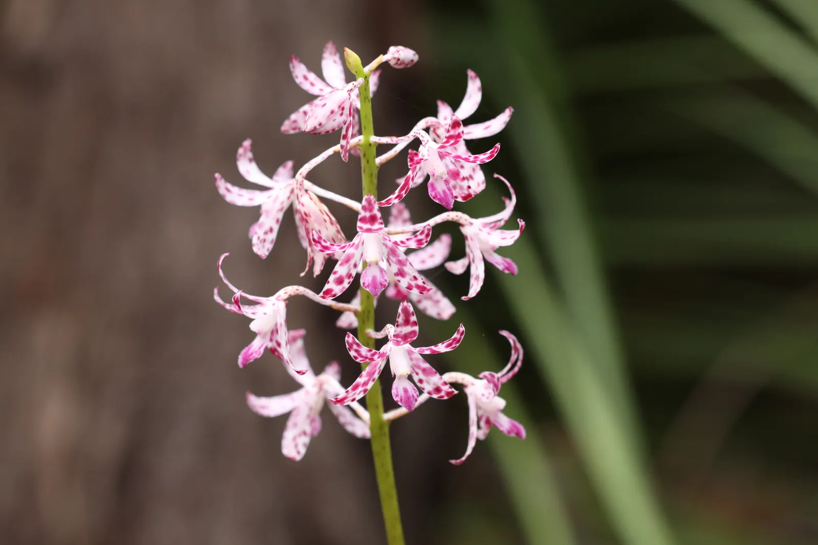 Chinese Ground Orchid (Bletilla Striata) — is a hardy terrestrial orchid that adds an exotic flair to any garden