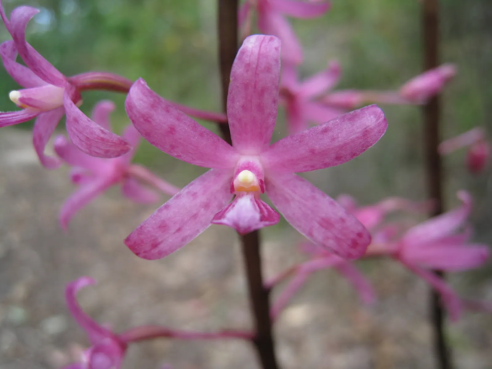 Chinese Ground Orchid (Bletilla Striata) — This orchid thrives in USDA hardiness zones 5 through 9; it is best to account for the plant's clumping, image 96