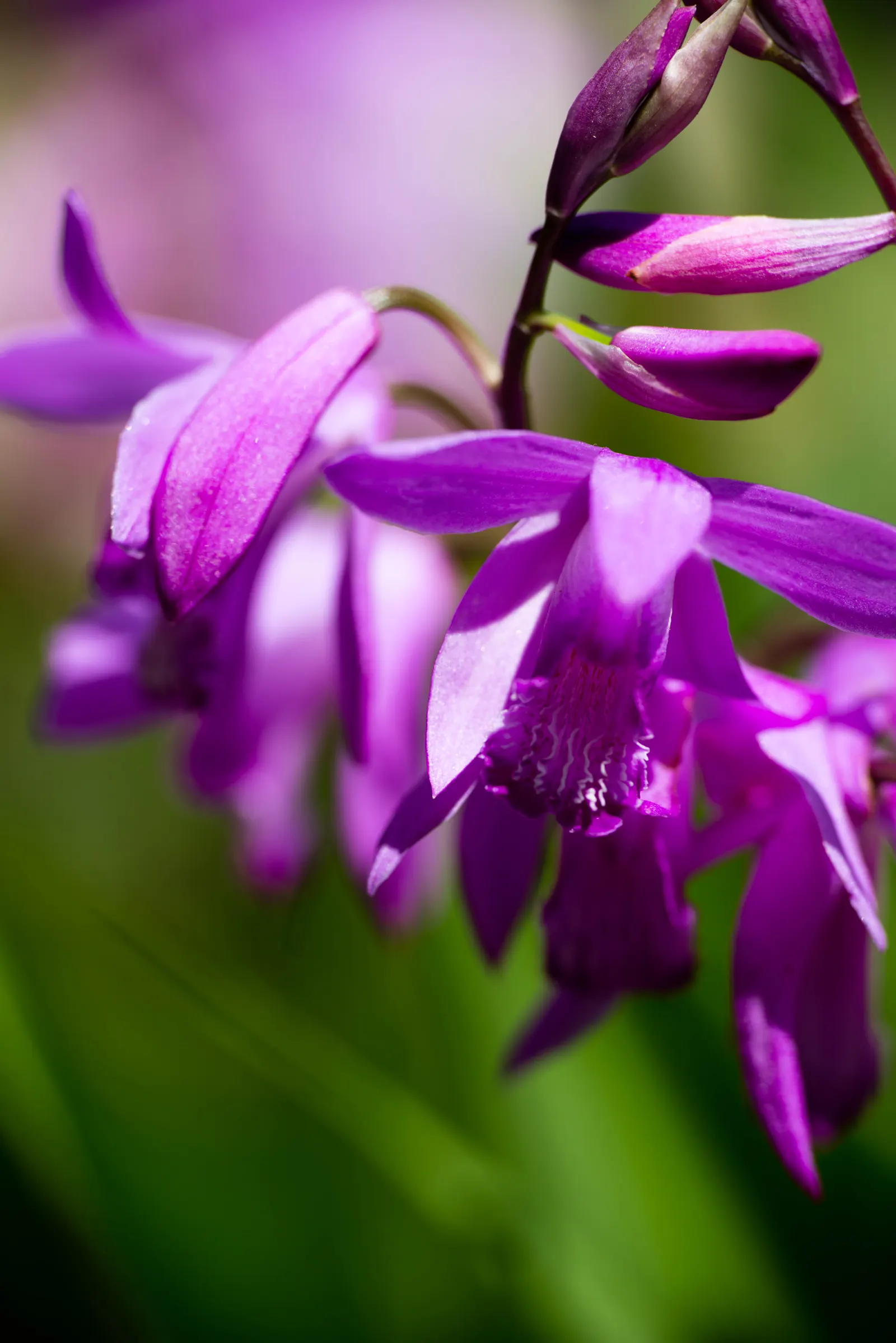 Chinese Ground Orchid (Bletilla Striata) — is a hardy terrestrial orchid admired for its elegant