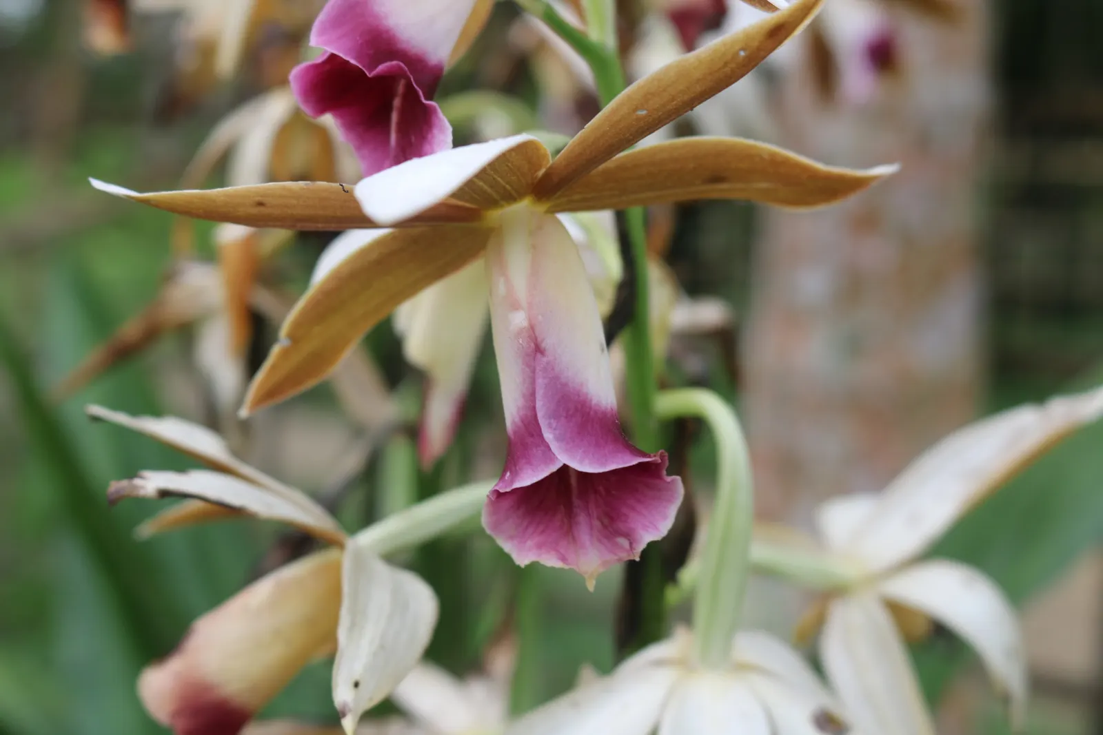 Chinese Ground Orchid (Bletilla Striata) — reaching up to 15-24 inches in height; each flower spike can boast up to 12 blossoms, image 87