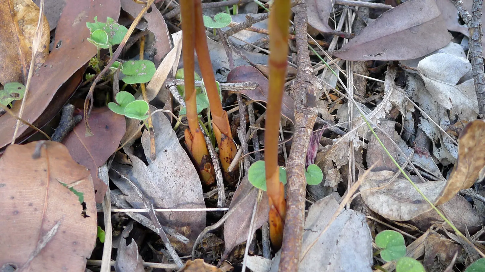 Chinese Ground Orchid (Bletilla Striata) — take care to avoid waterlogged soil; plant in clusters for a visually stunning impact, with spacing of about 12 to