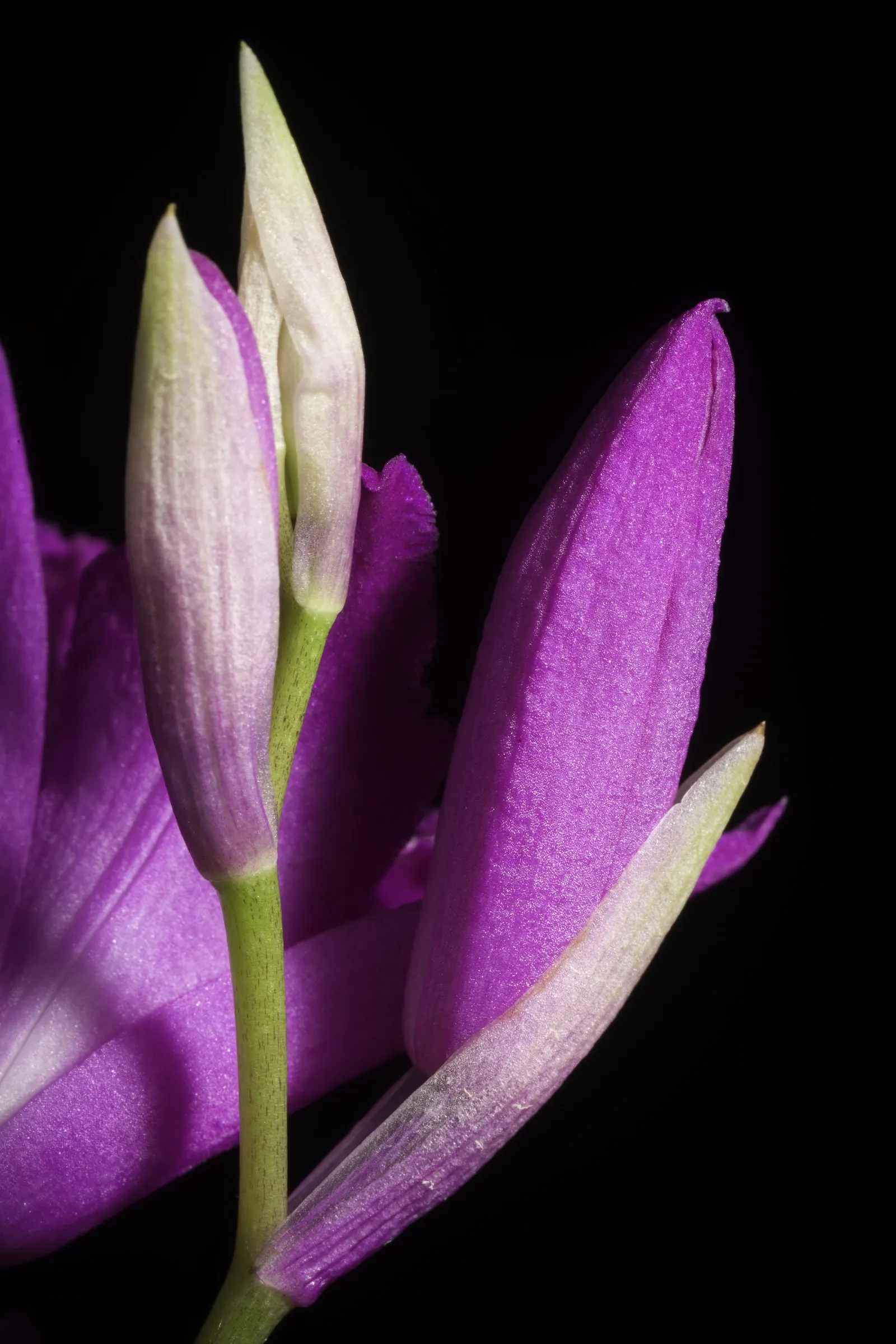 Chinese Ground Orchid (Bletilla Striata) — pleated leaves and vibrant spring blooms; with consistent moisture bestowing ideal conditions - however, image 84
