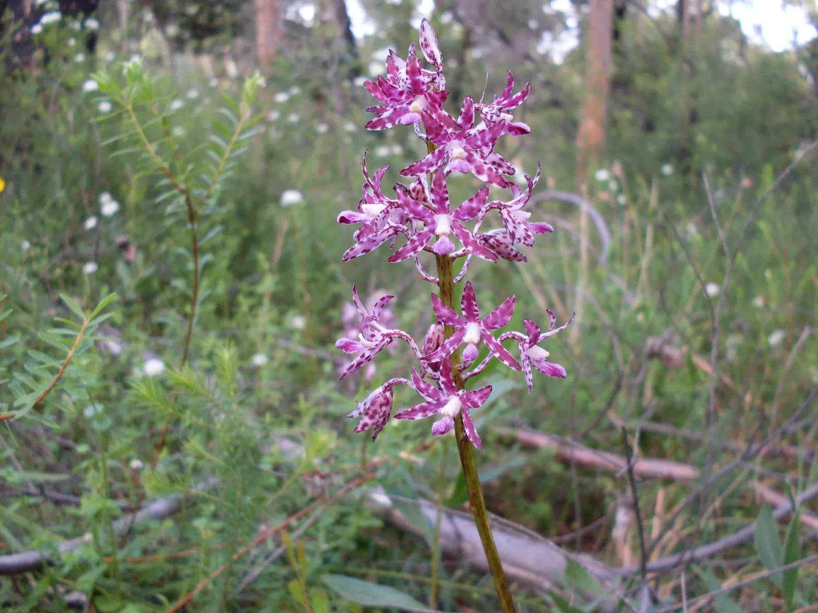 Chinese Ground Orchid (Bletilla Striata) — ruffled blooms ranging from pale lavender to rich violet hues that emerge amid its slender; measuring, image 64