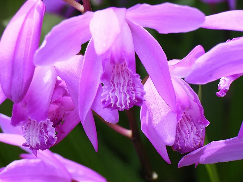 Chinese Ground Orchid (Bletilla Striata) — particularly during winter dormancy.<br><br>For the landscape design; is a hardy terrestrial orchid admired for its