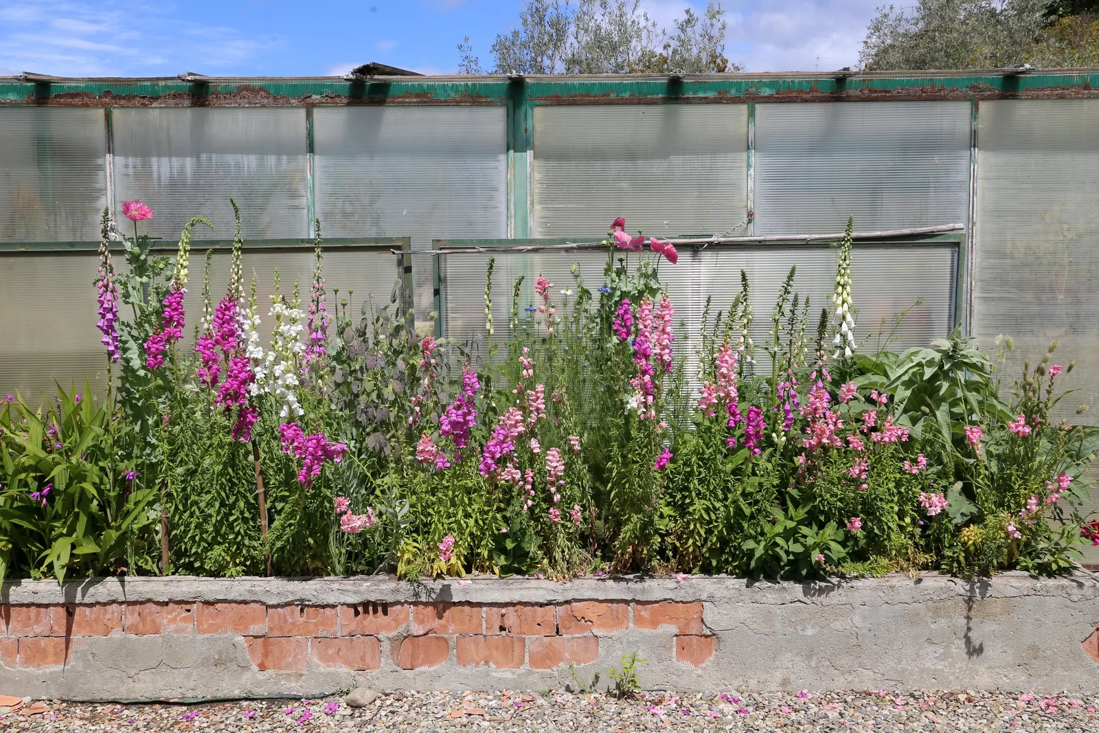 Chinese Ground Orchid (Bletilla Striata) — making it an ideal choice for border plantings or as an accent in a shaded perennial bed, image 41